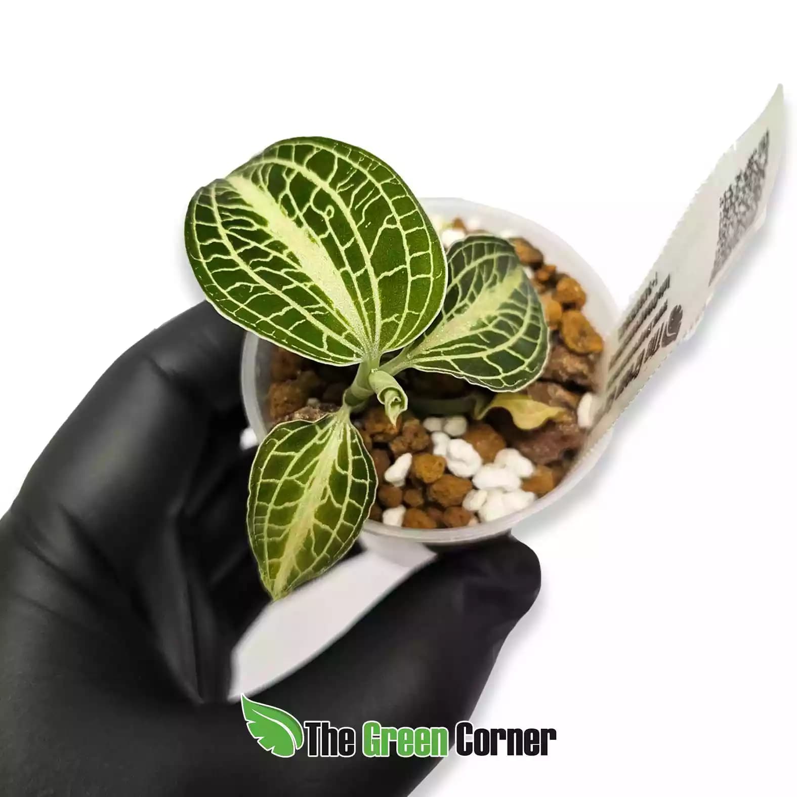 anoectochilus-siamensis-general
