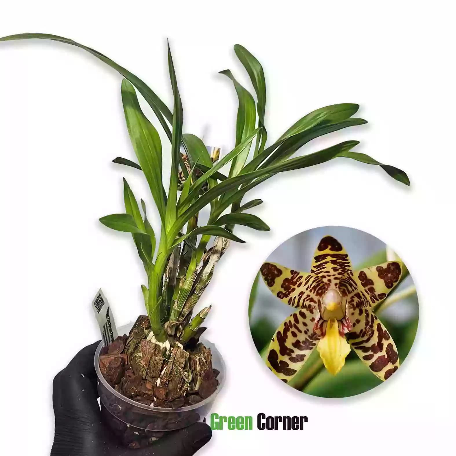 ansiella-africana