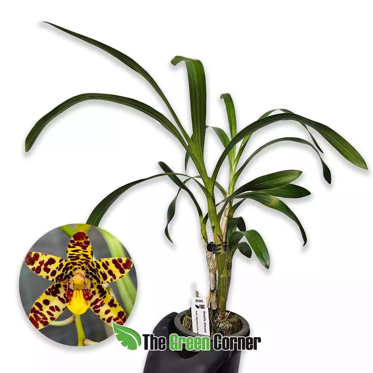Ansellia africana