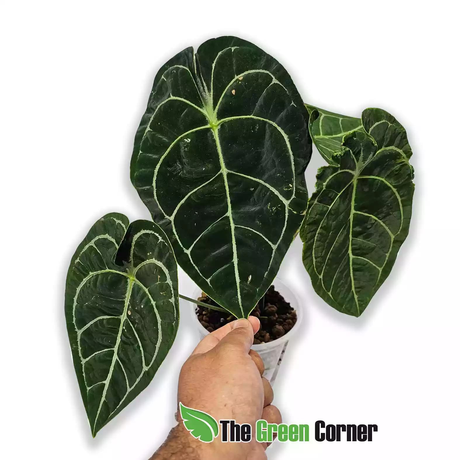 anthurium-amaazon-king-stripes-detalle