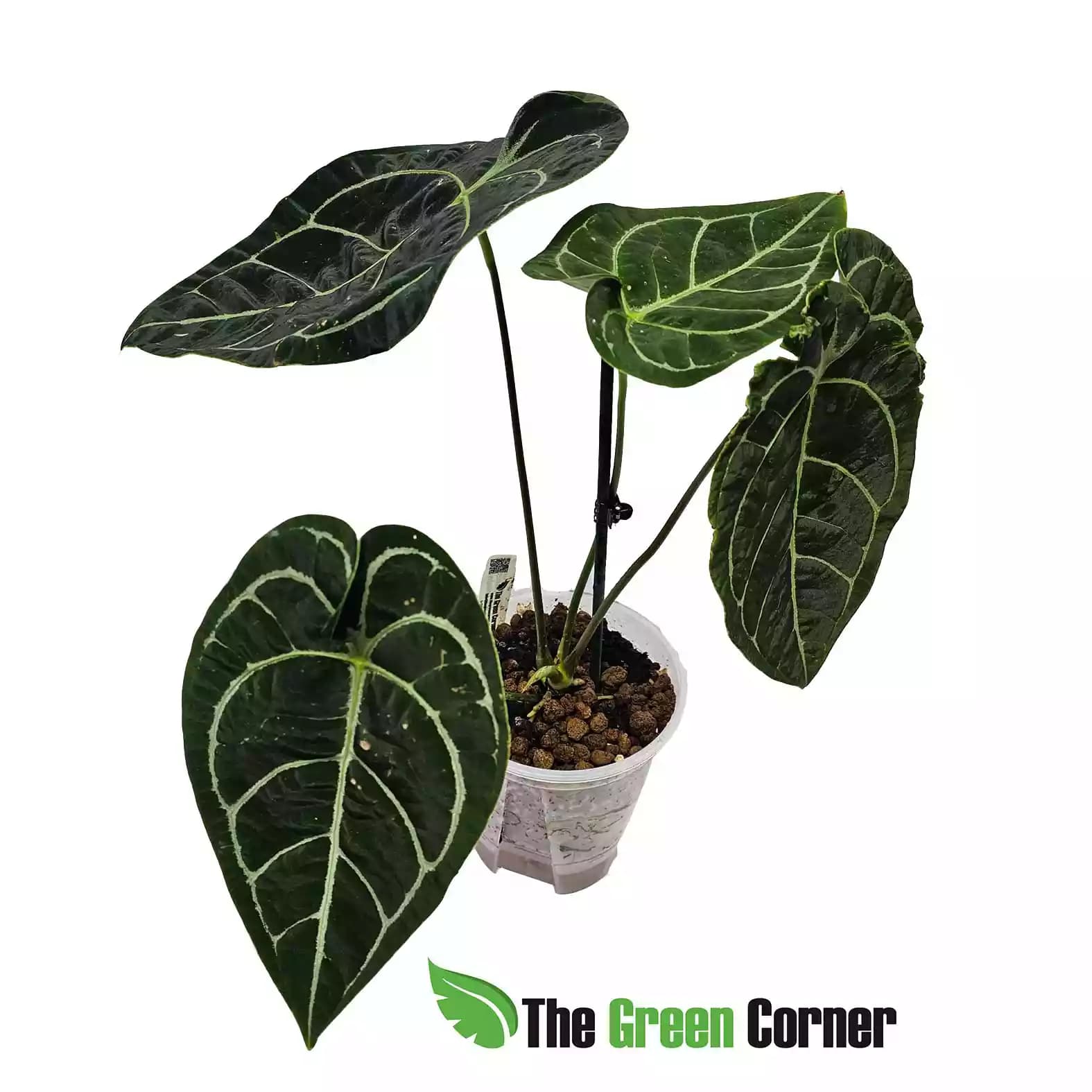 anthurium-amazon-king-stripes