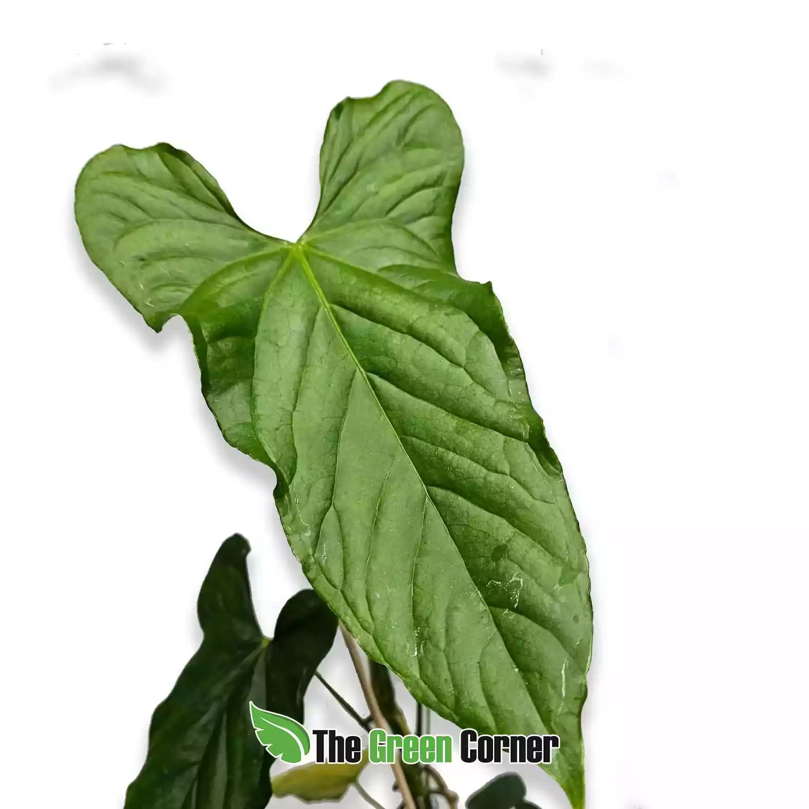 anthurium-balaloalum-hoja