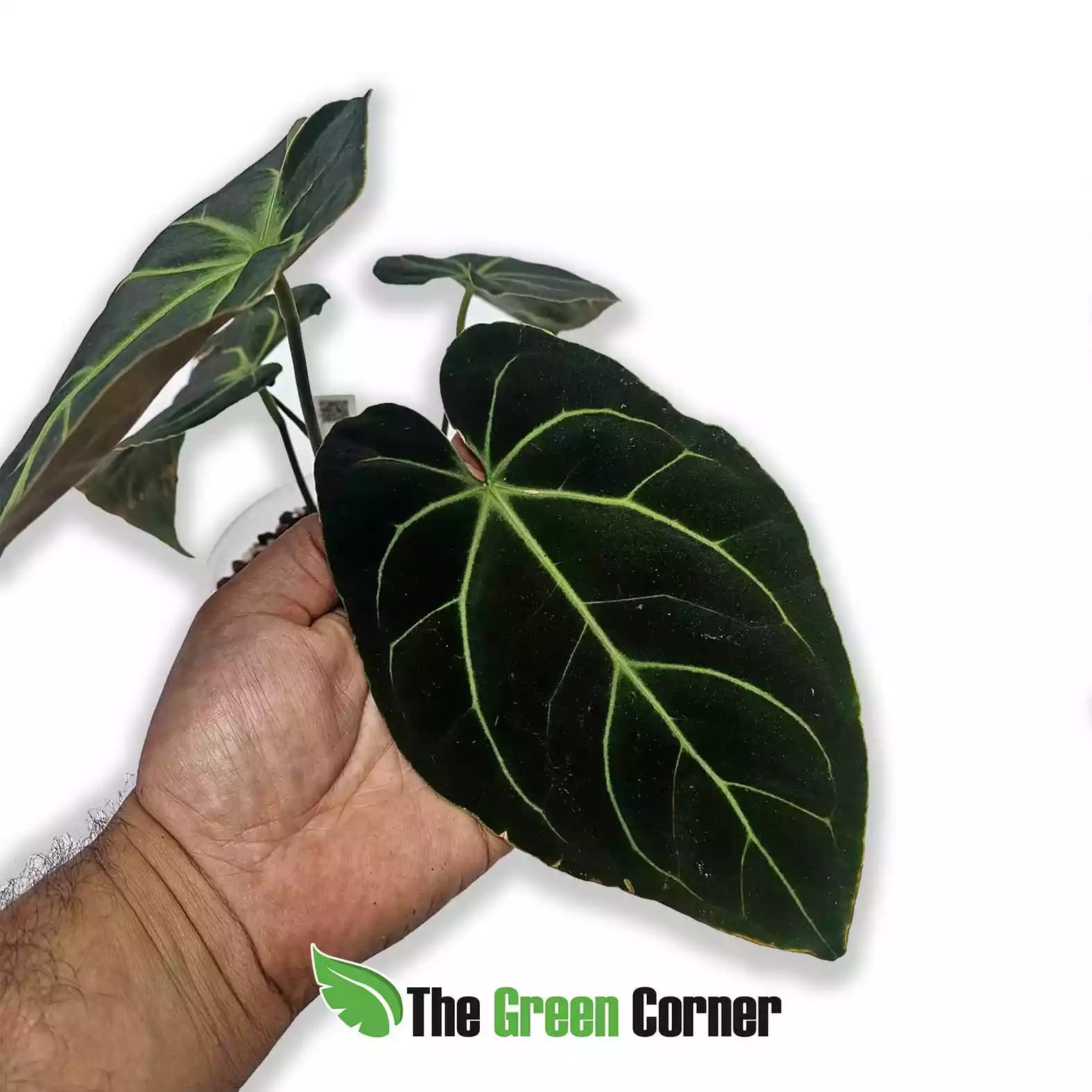 anthurium-besseae-detalle-hoja