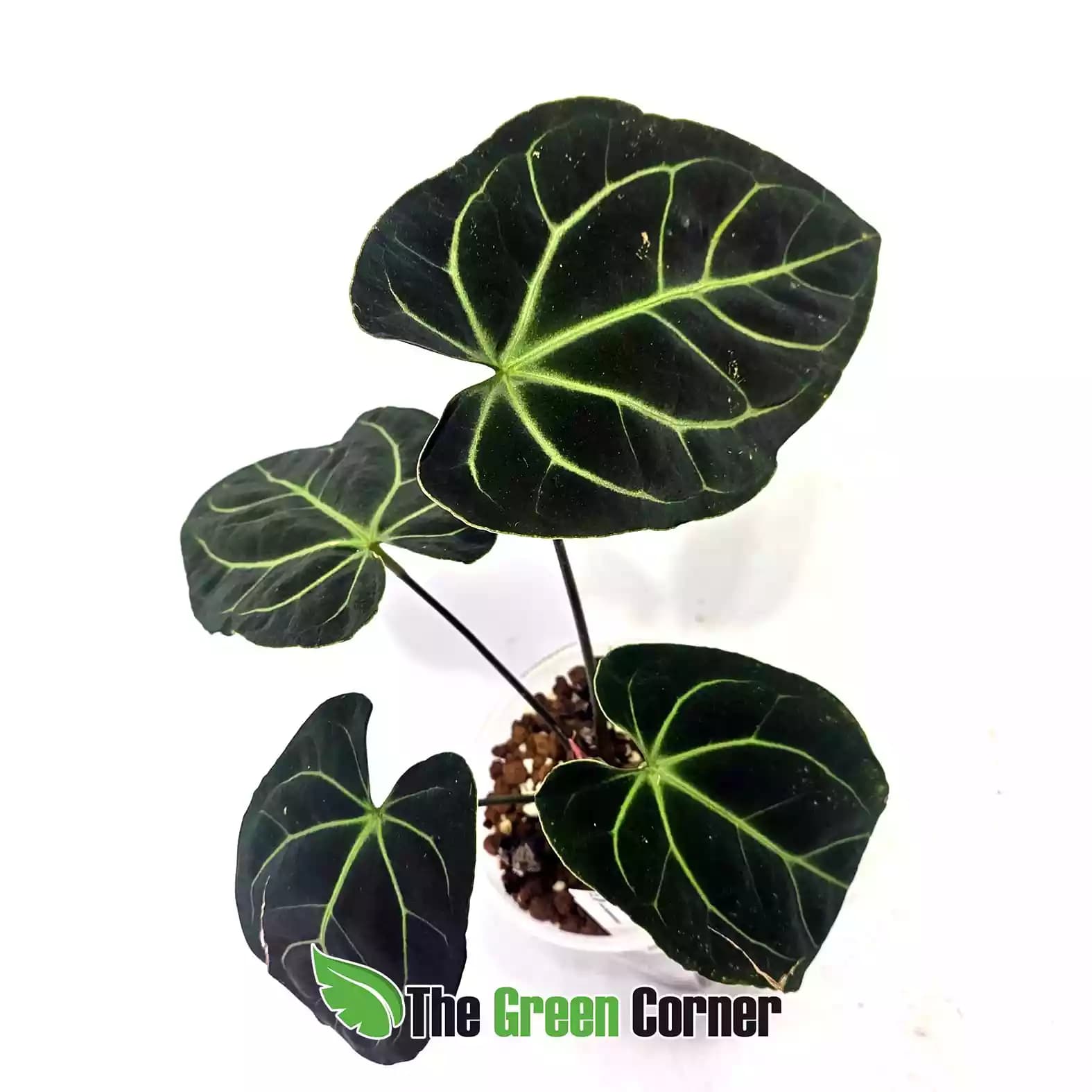 anthurium-besseae-off-general