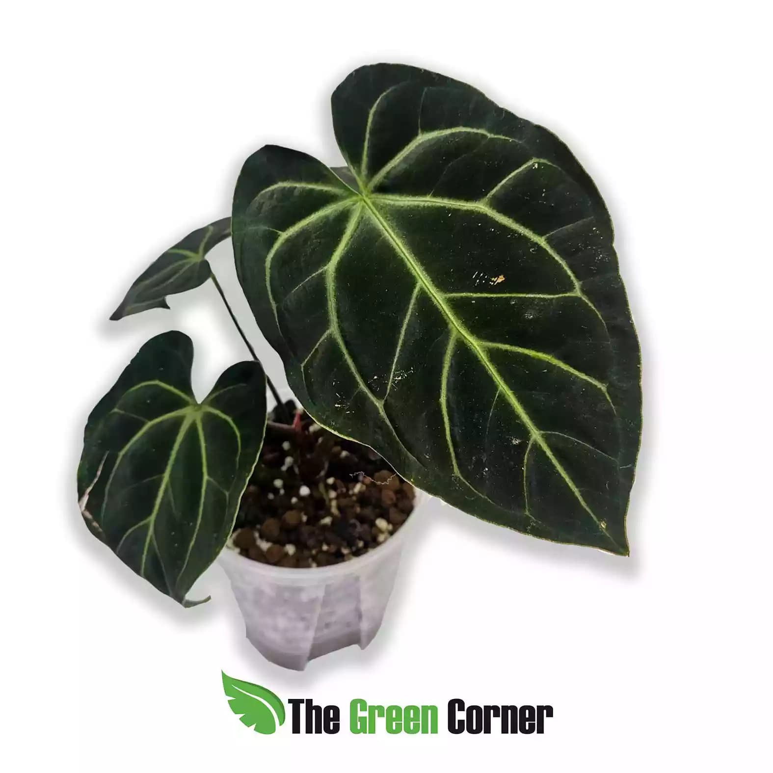 anthurium-besseae-off-pal