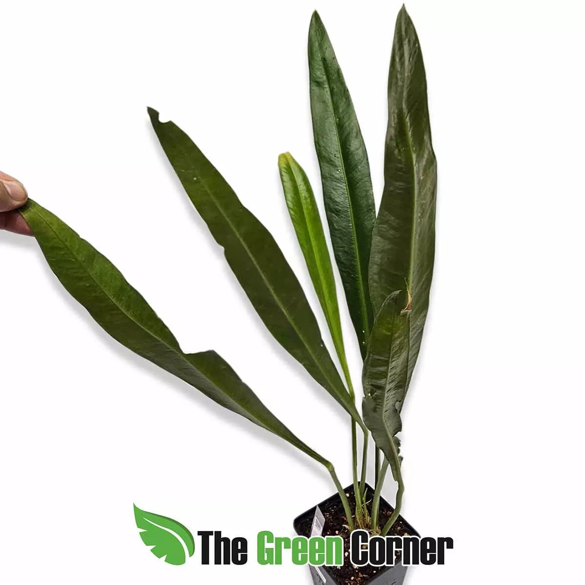 anthurium-carchiense-lateral