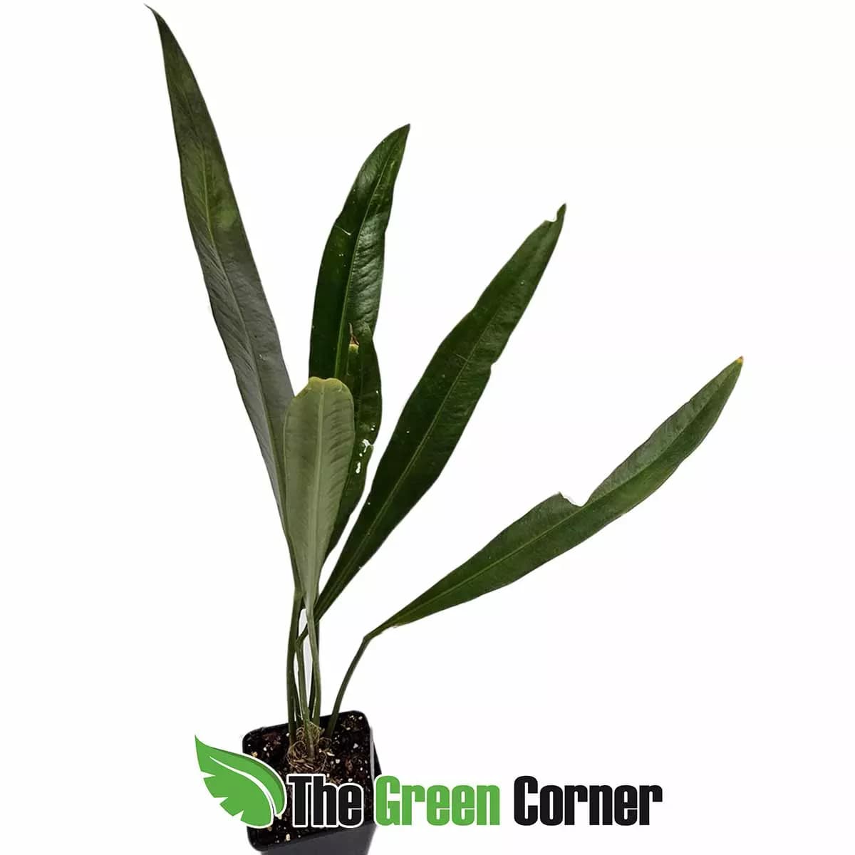 anthurium-carchiense