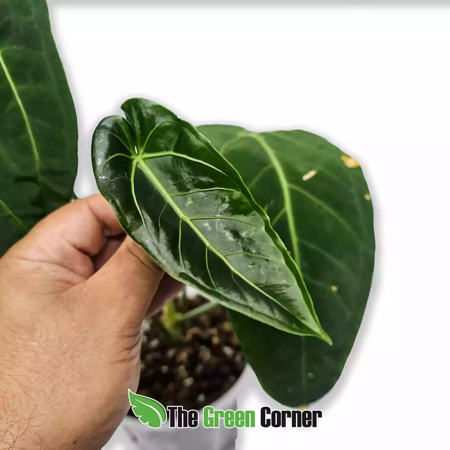 anthurium-century-queen-hoja