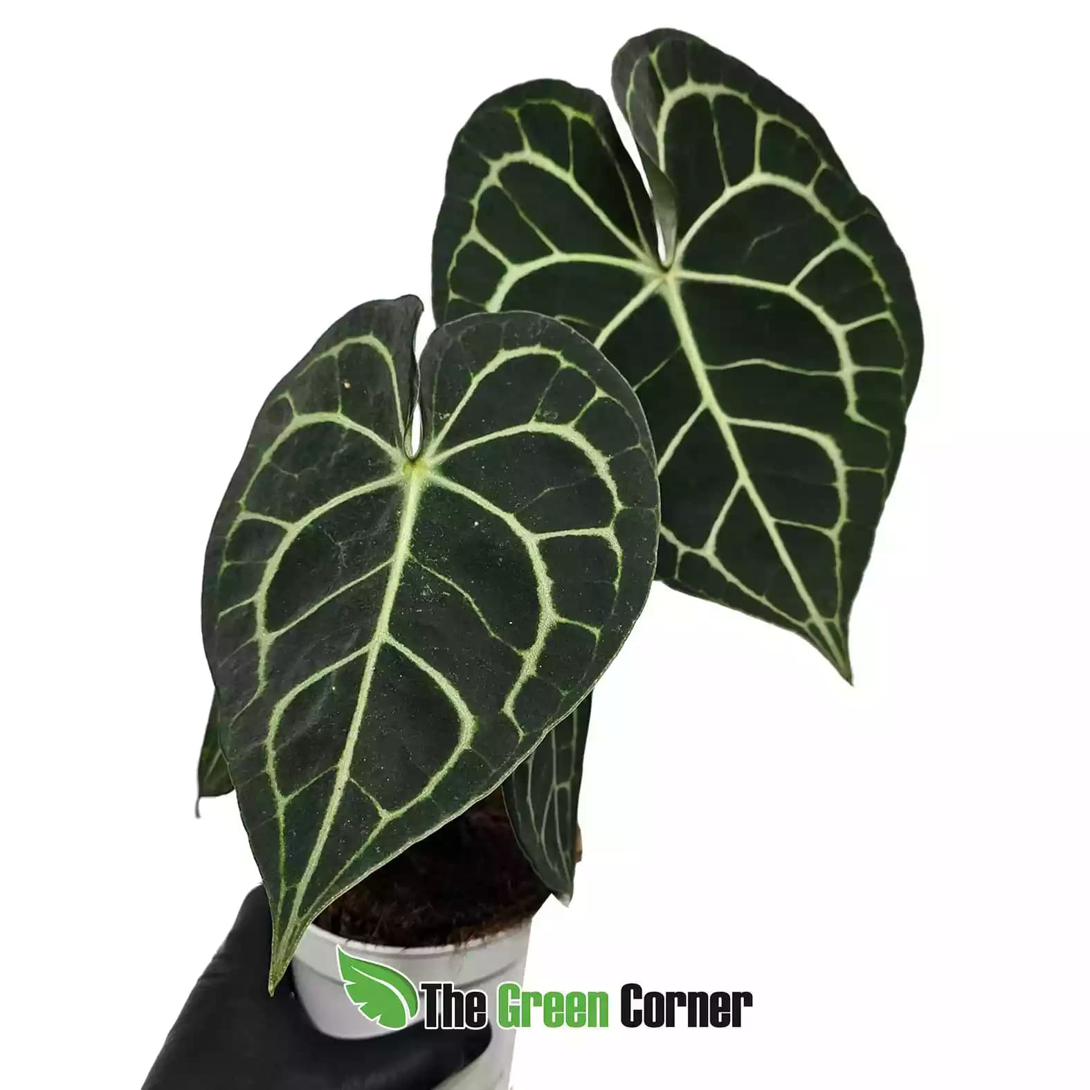 anthurium-clavinervium-general