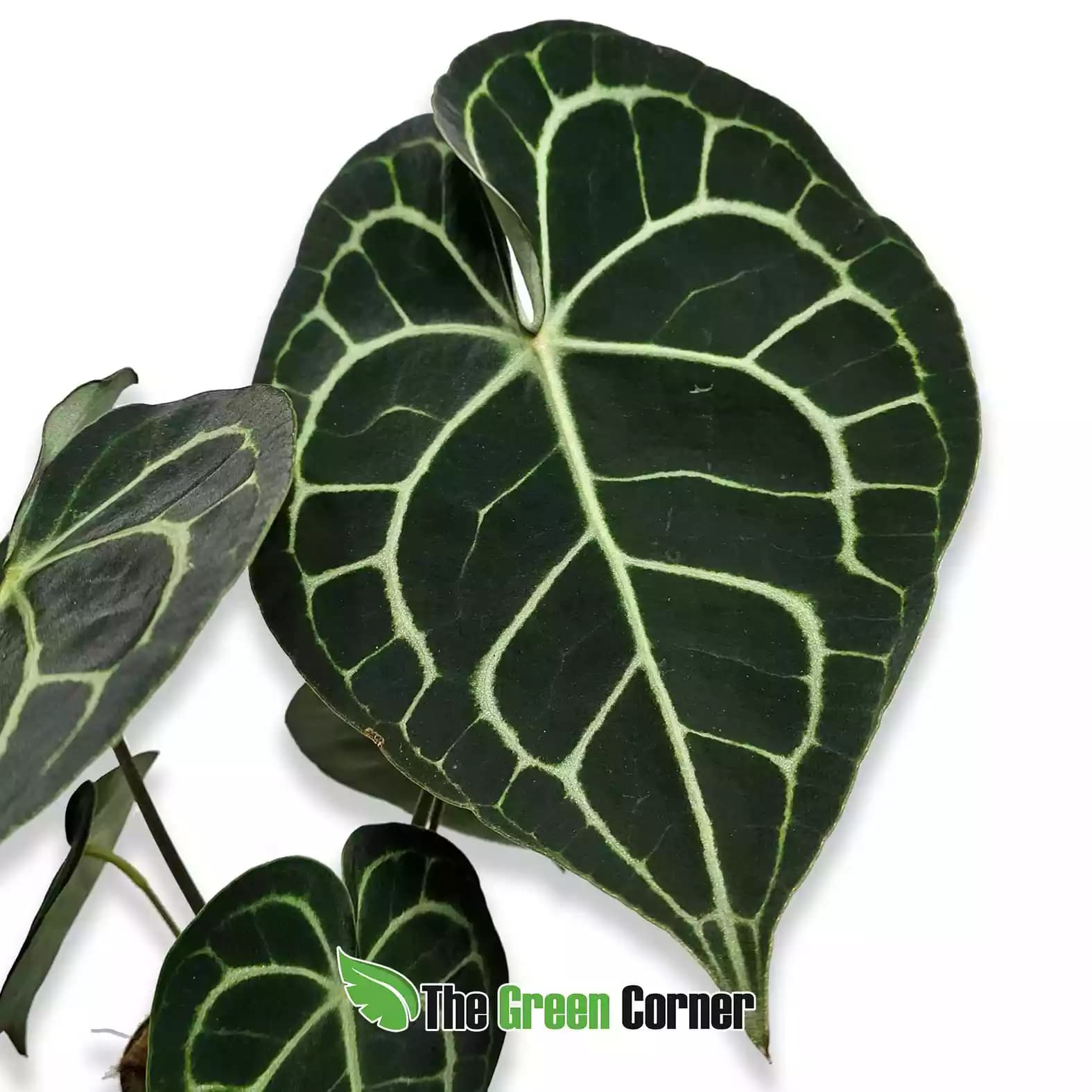 anthurium-clavinervium-hoja