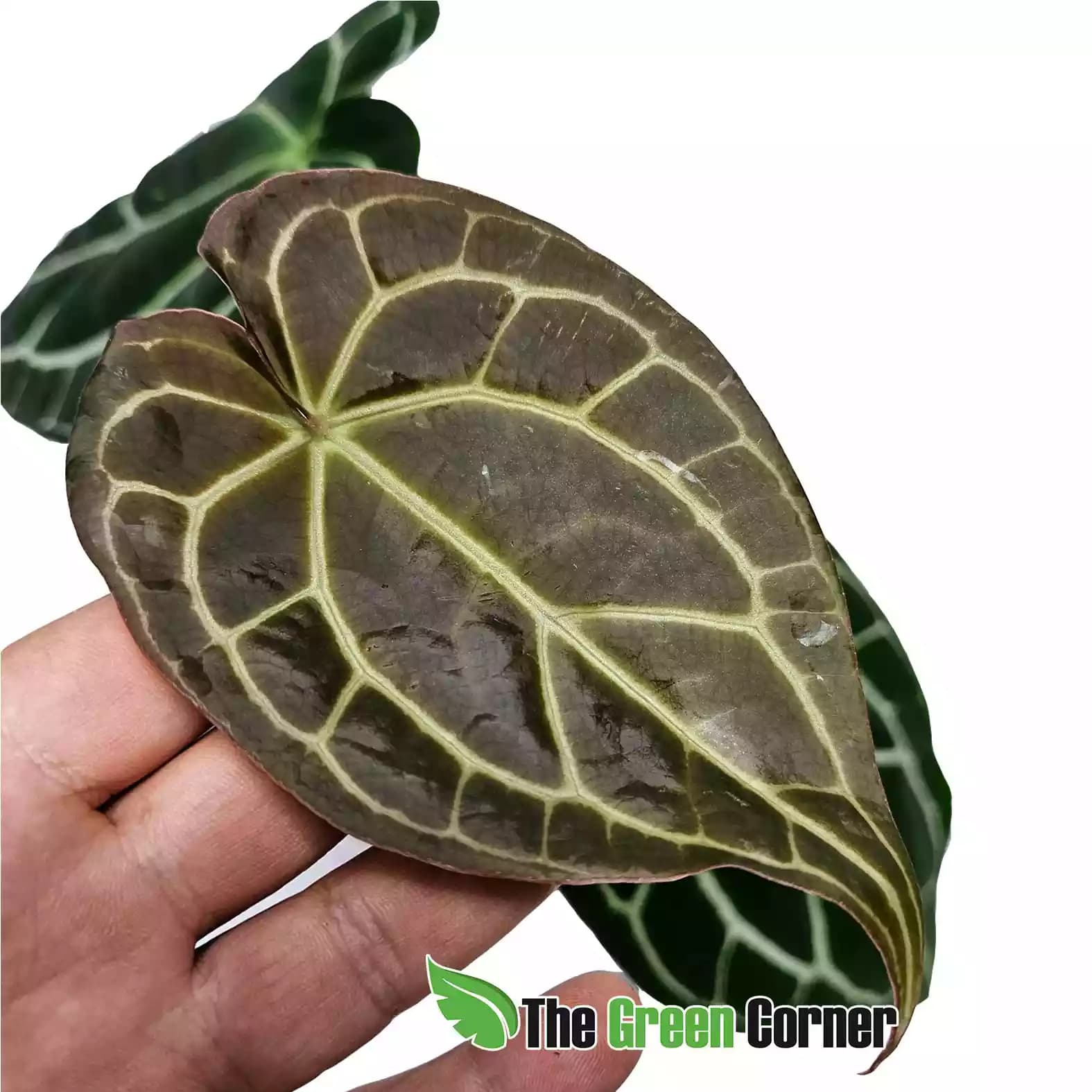 anthurium-crystalinum-hoja-nueva