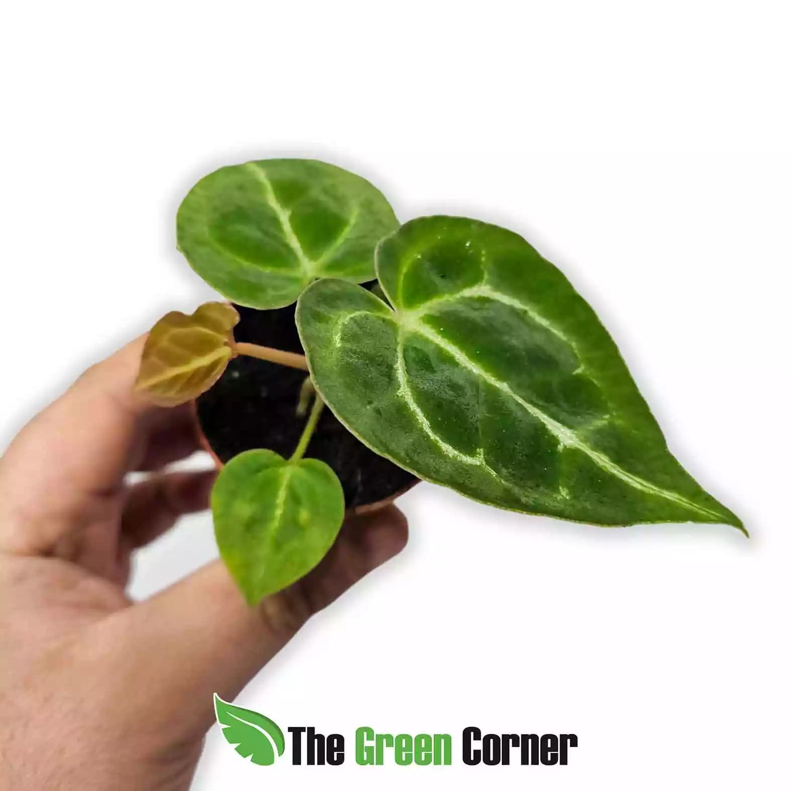 anthurium-crystalinum-seedling