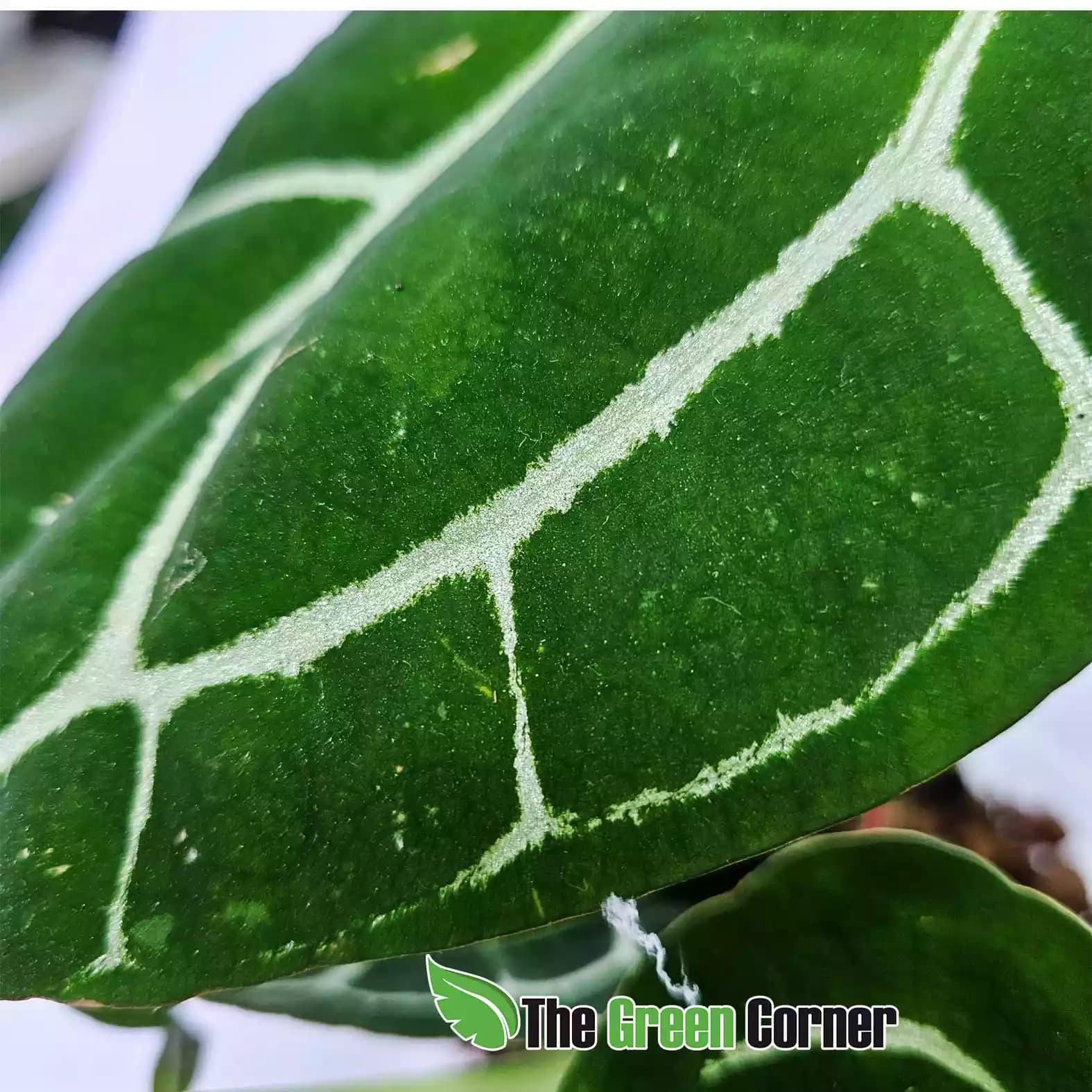 anthurium-crystalinum-silver-detalle