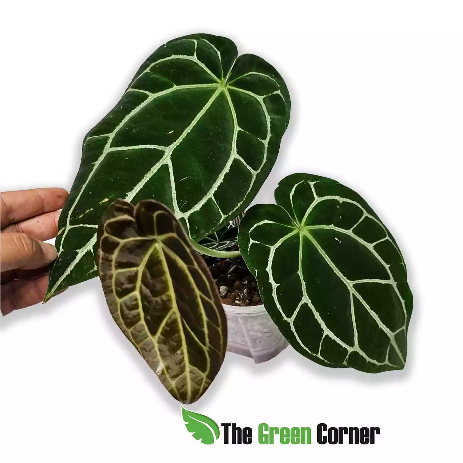 anthurium-crystalinum-silver-general