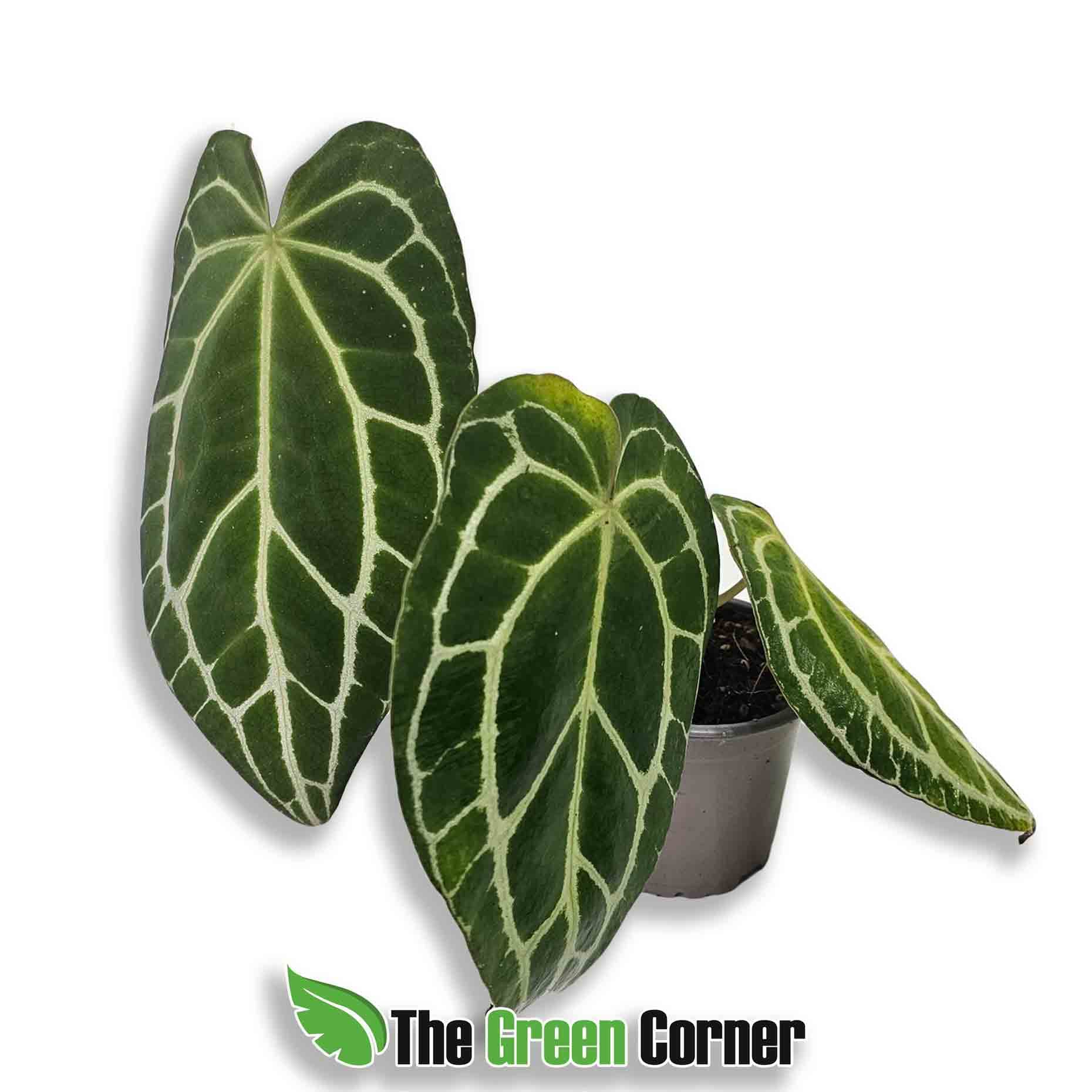 anthurium-crystalinum