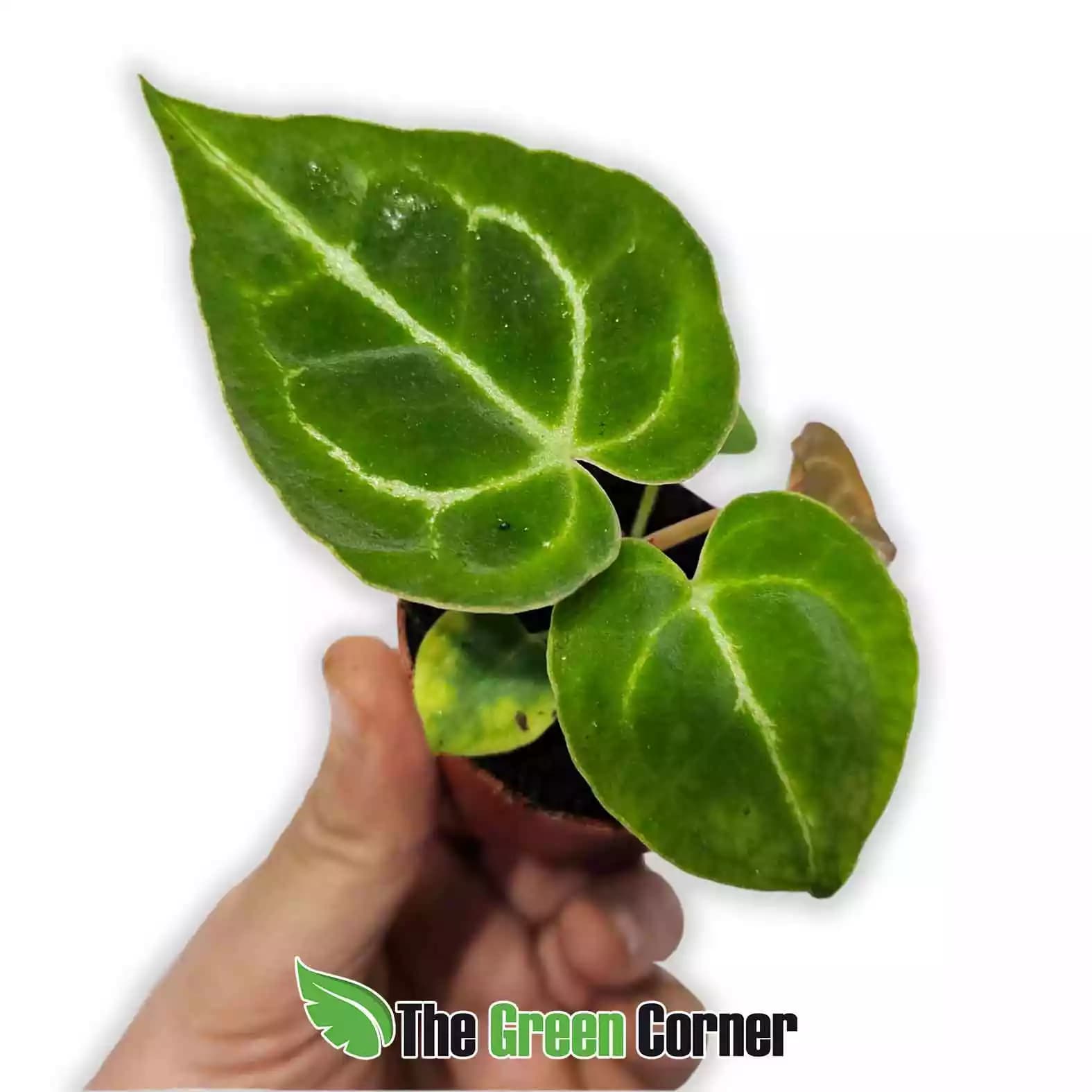anthurium-crystalinum