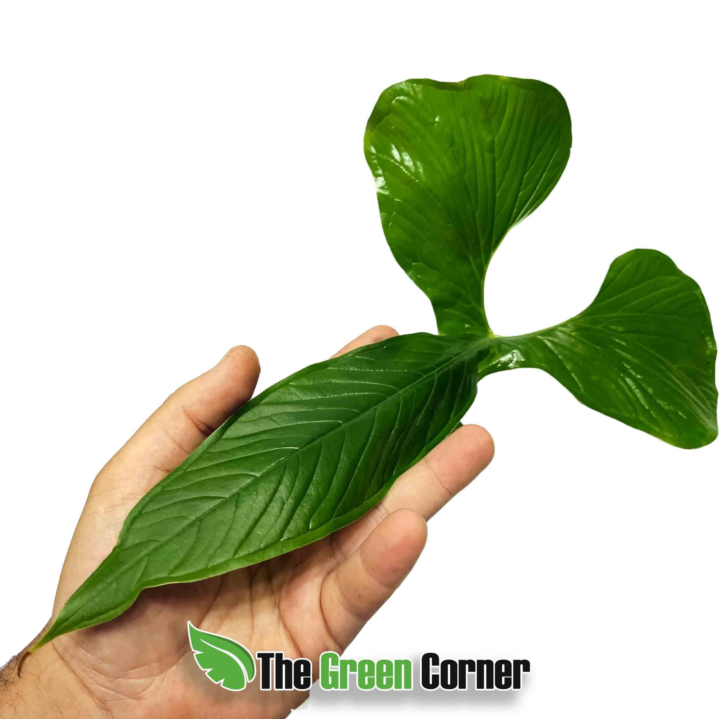 Anthurium draconopterum 2