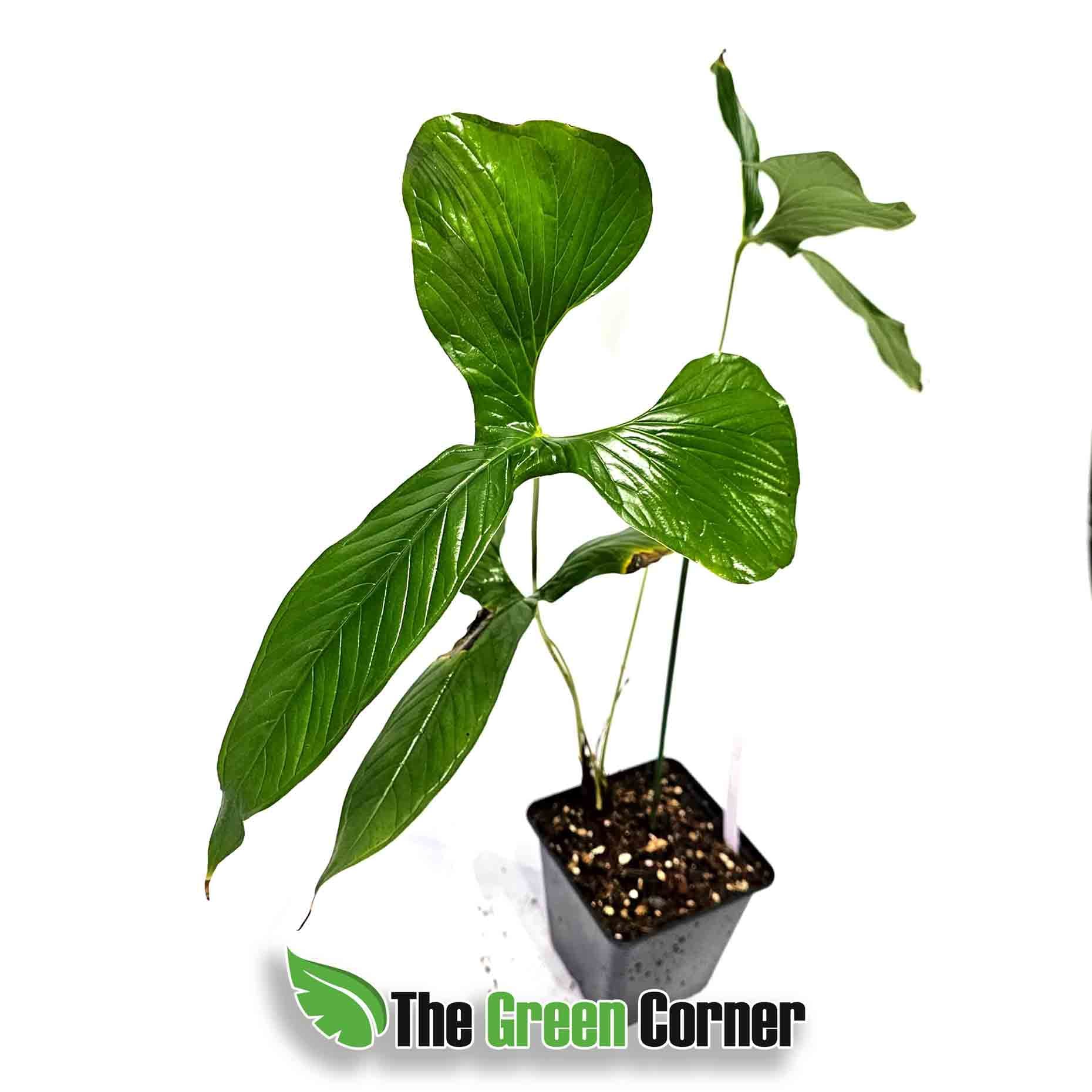 anthurium-draconopterum