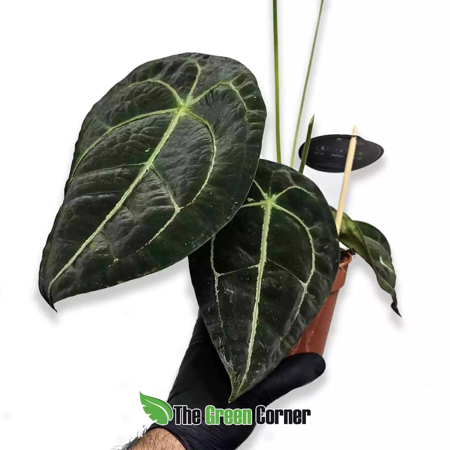 anthurium-forguetti-general