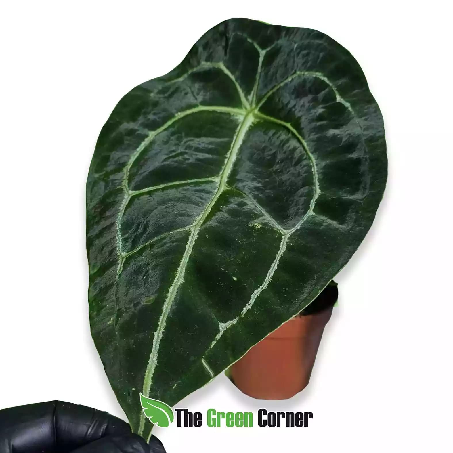 anthurium-forguetti-hoja