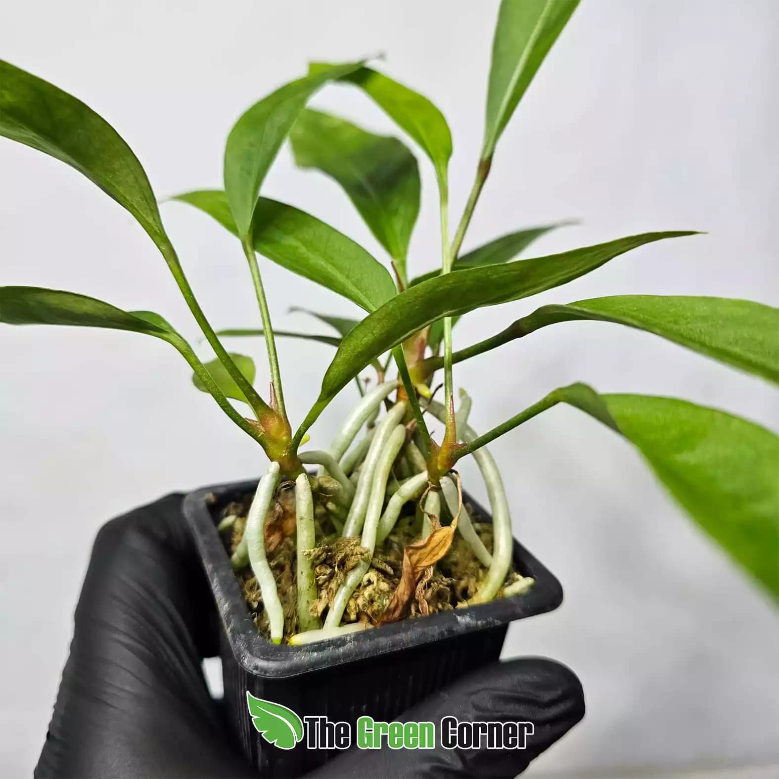 Anthurium gracile
