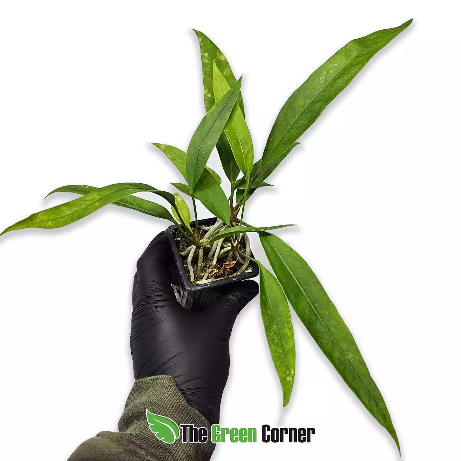 Anthurium gracile