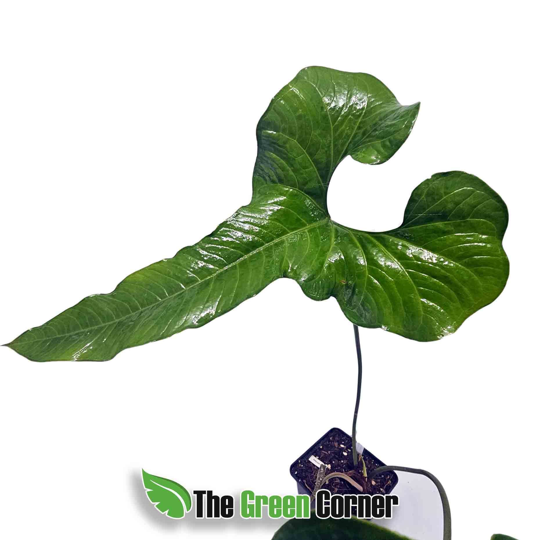 anthurium-insigne-hoja