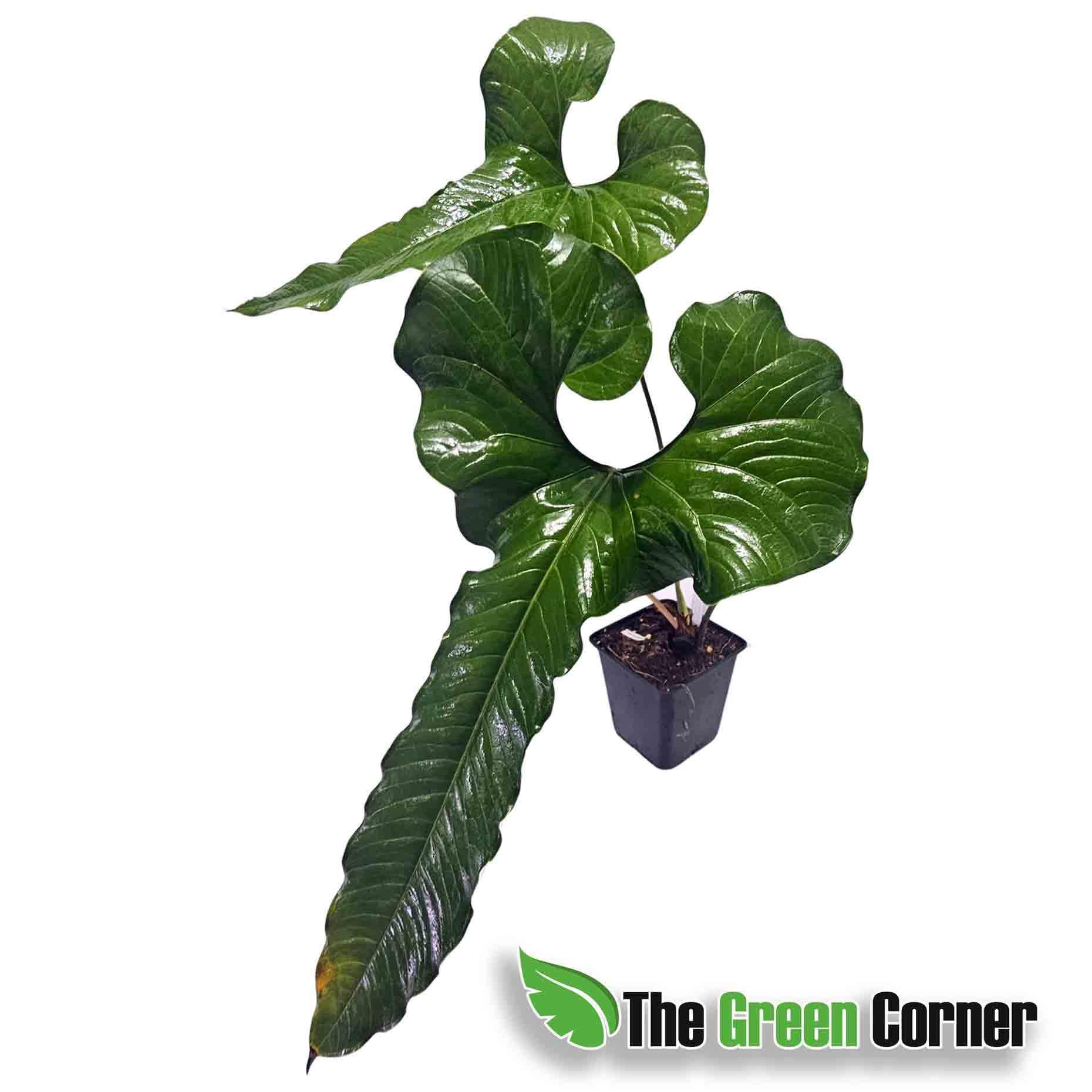 anthurium-insigne