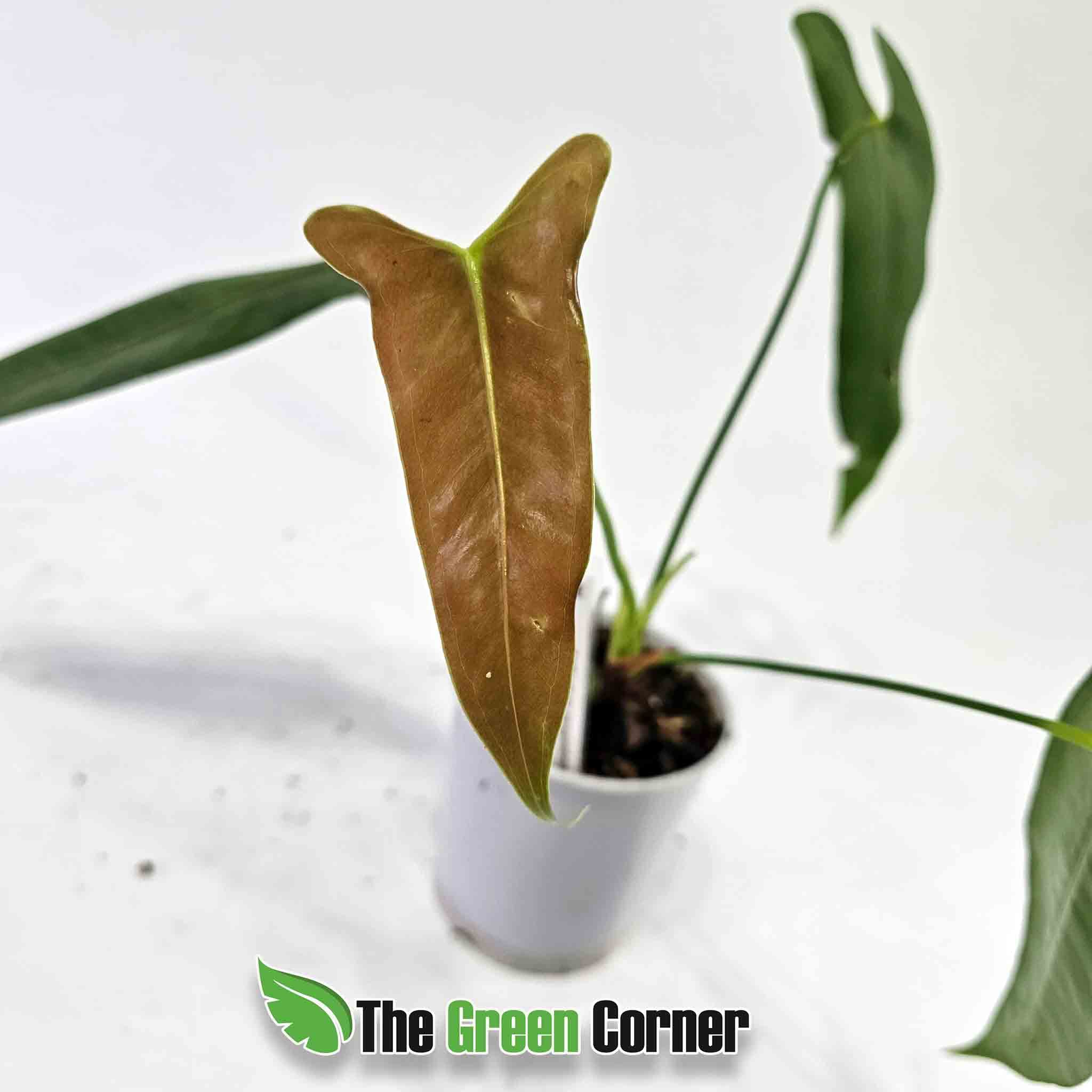 anthurium-longissimibolum-hoja