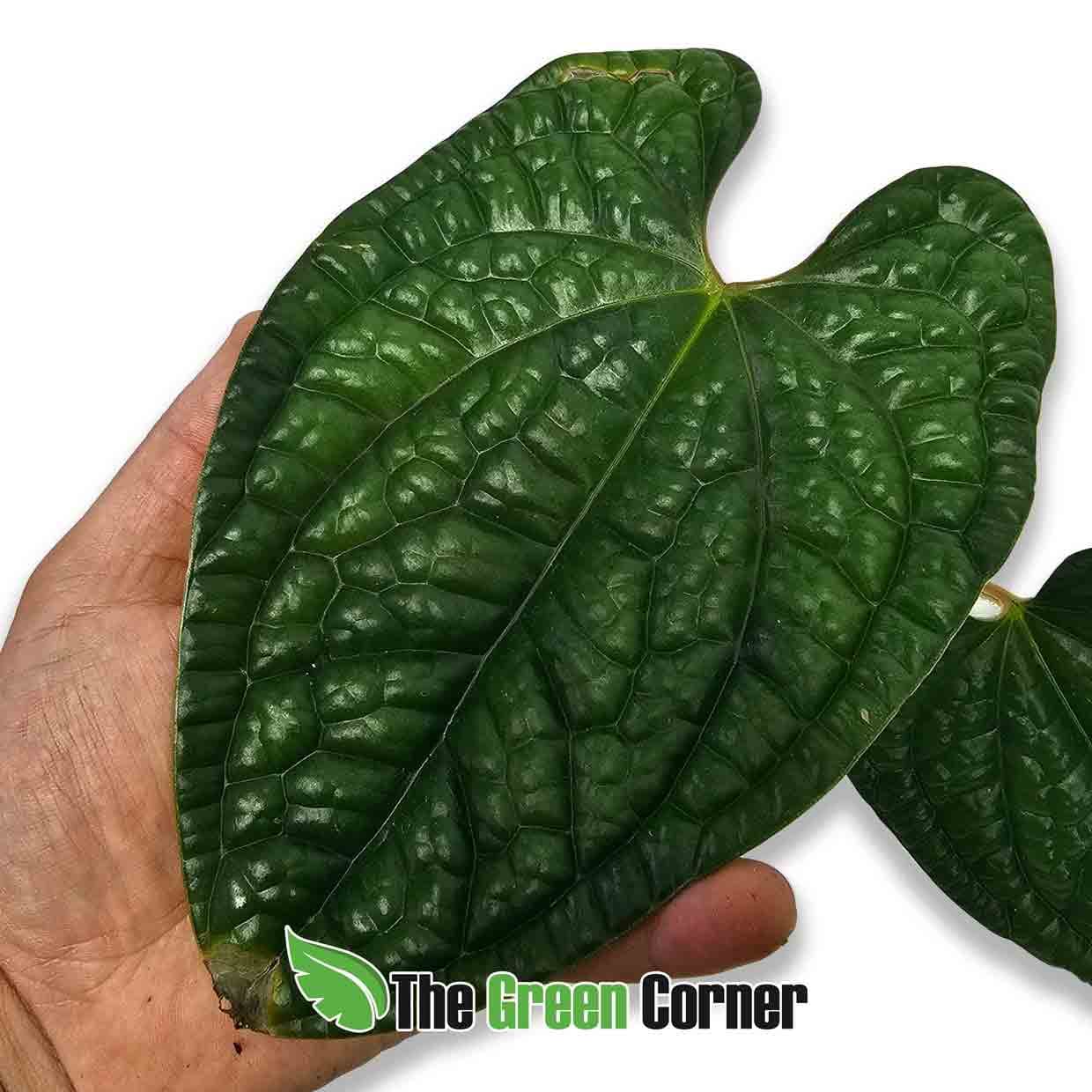 anthurium-luxurians-hoja