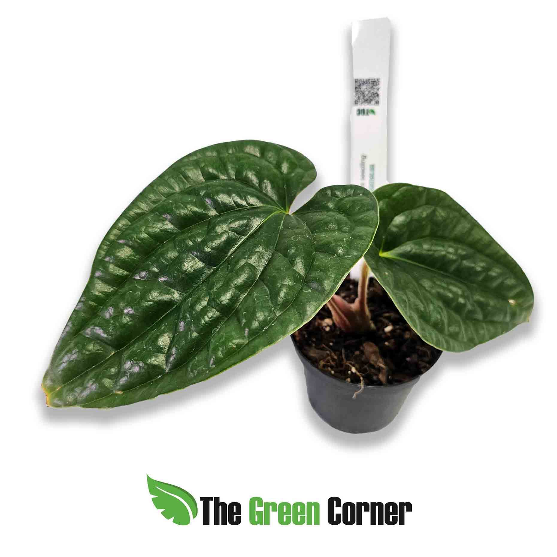 anthurium-luxurians-seedling