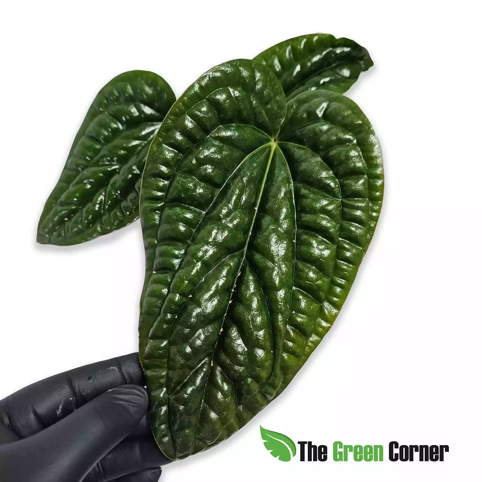 anthurium-luxurians-x-radicans-lateral