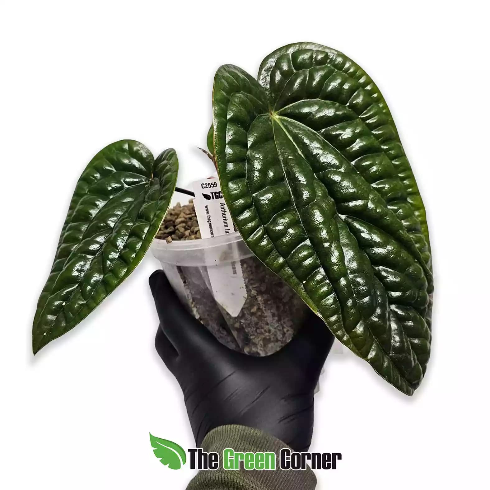 anthurium-luxurians-x-radicans