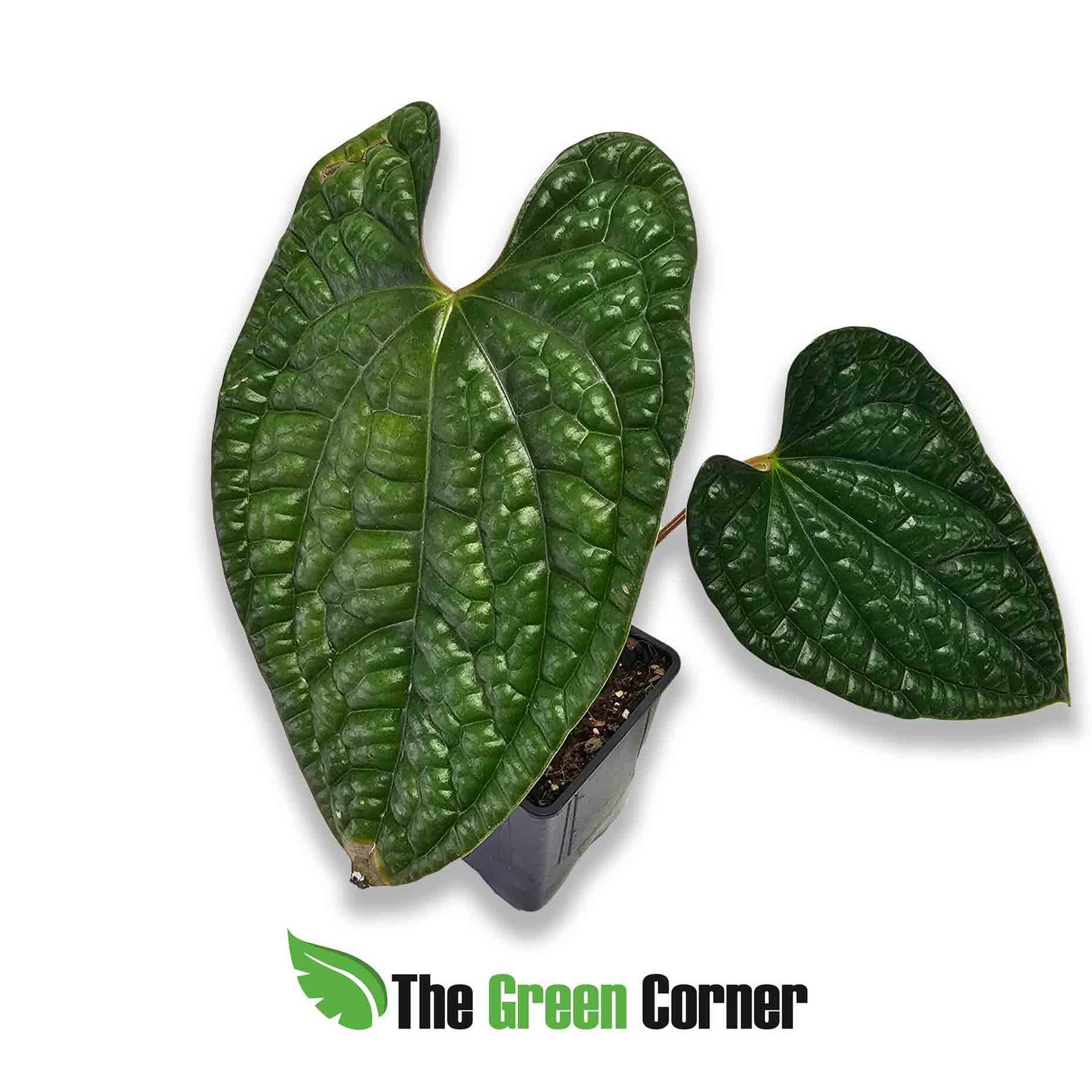 anthurium-luxurians
