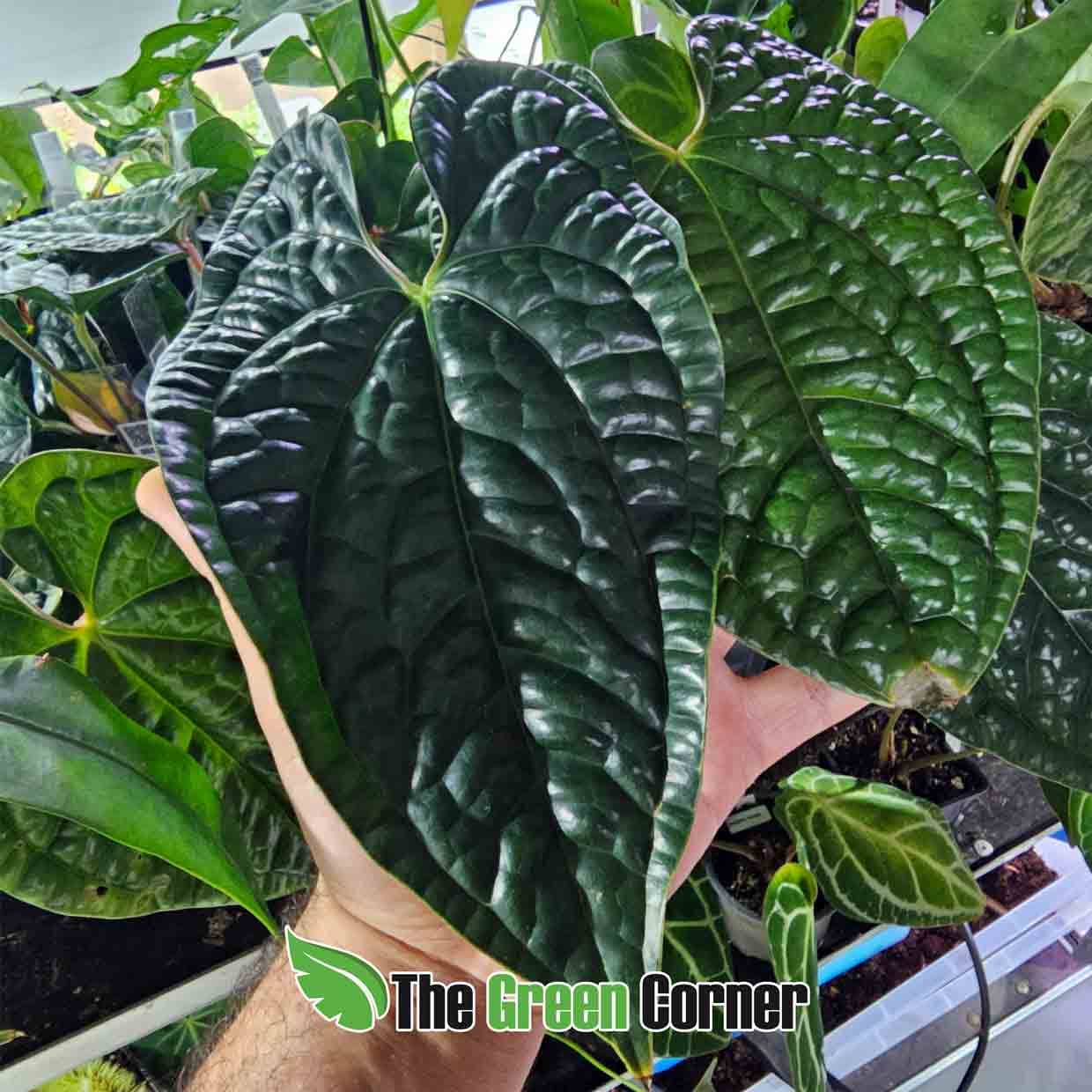 anthurium-luxuriuans-general