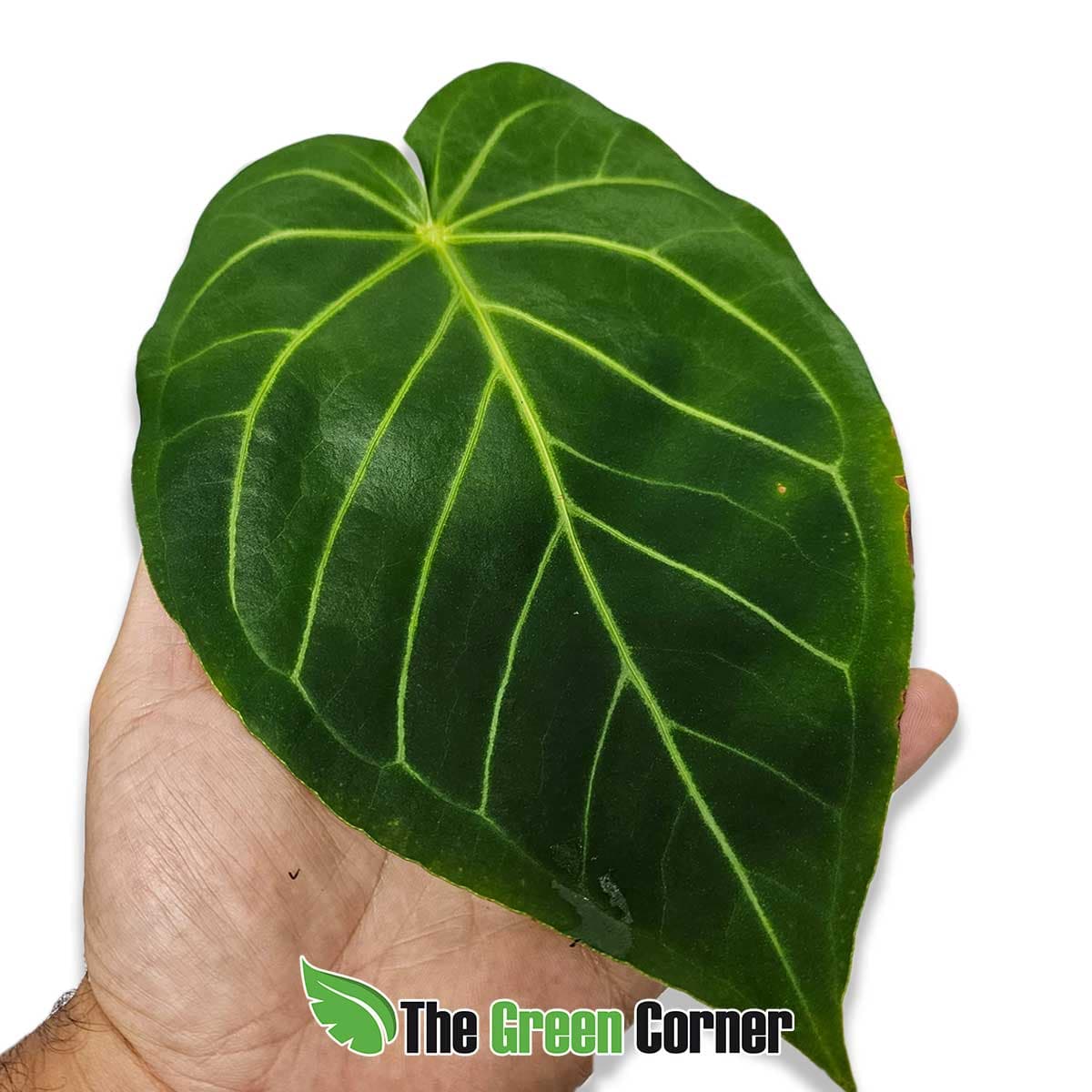 Anthurium magnificum 2