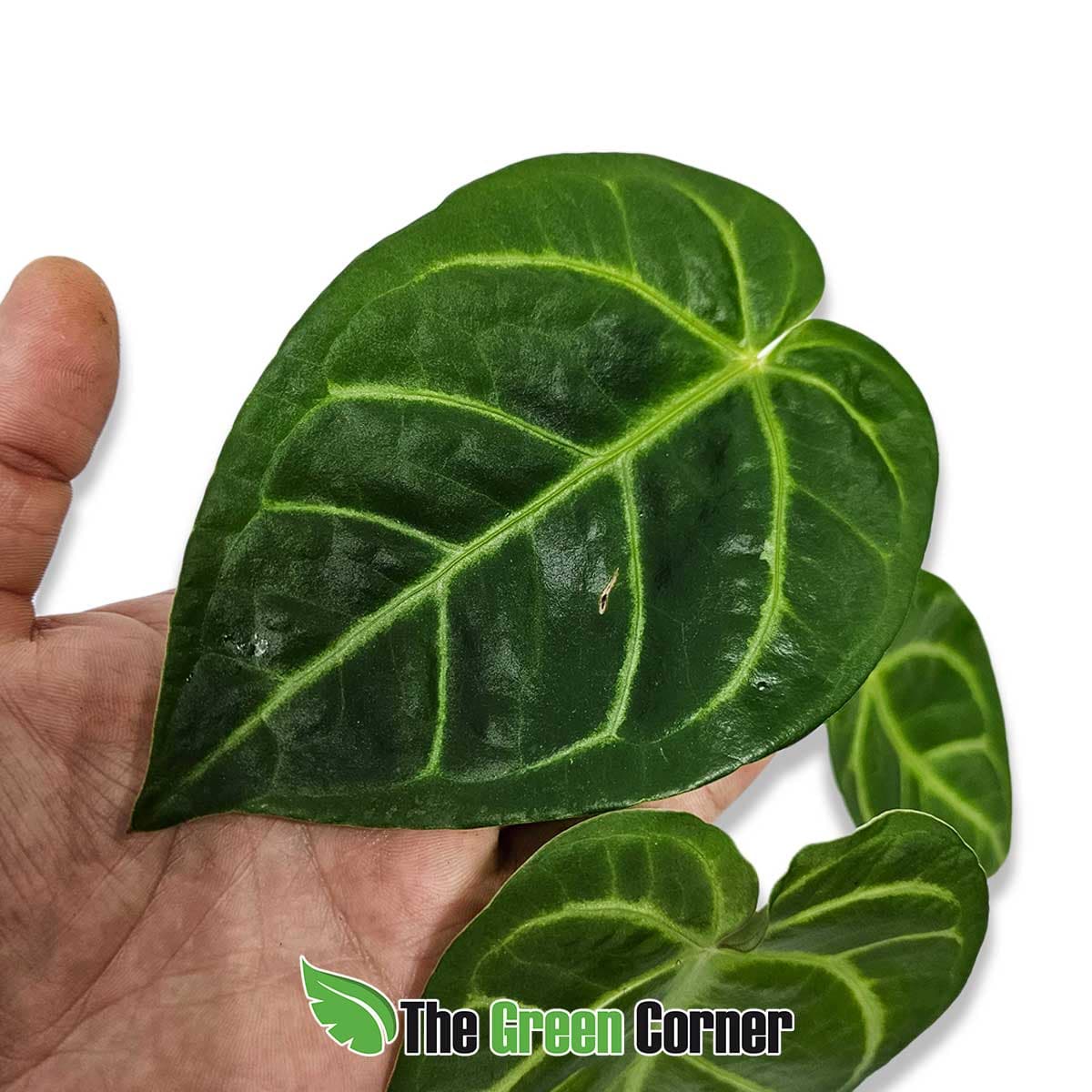 anthurium-magnificum-x-regale-hoja