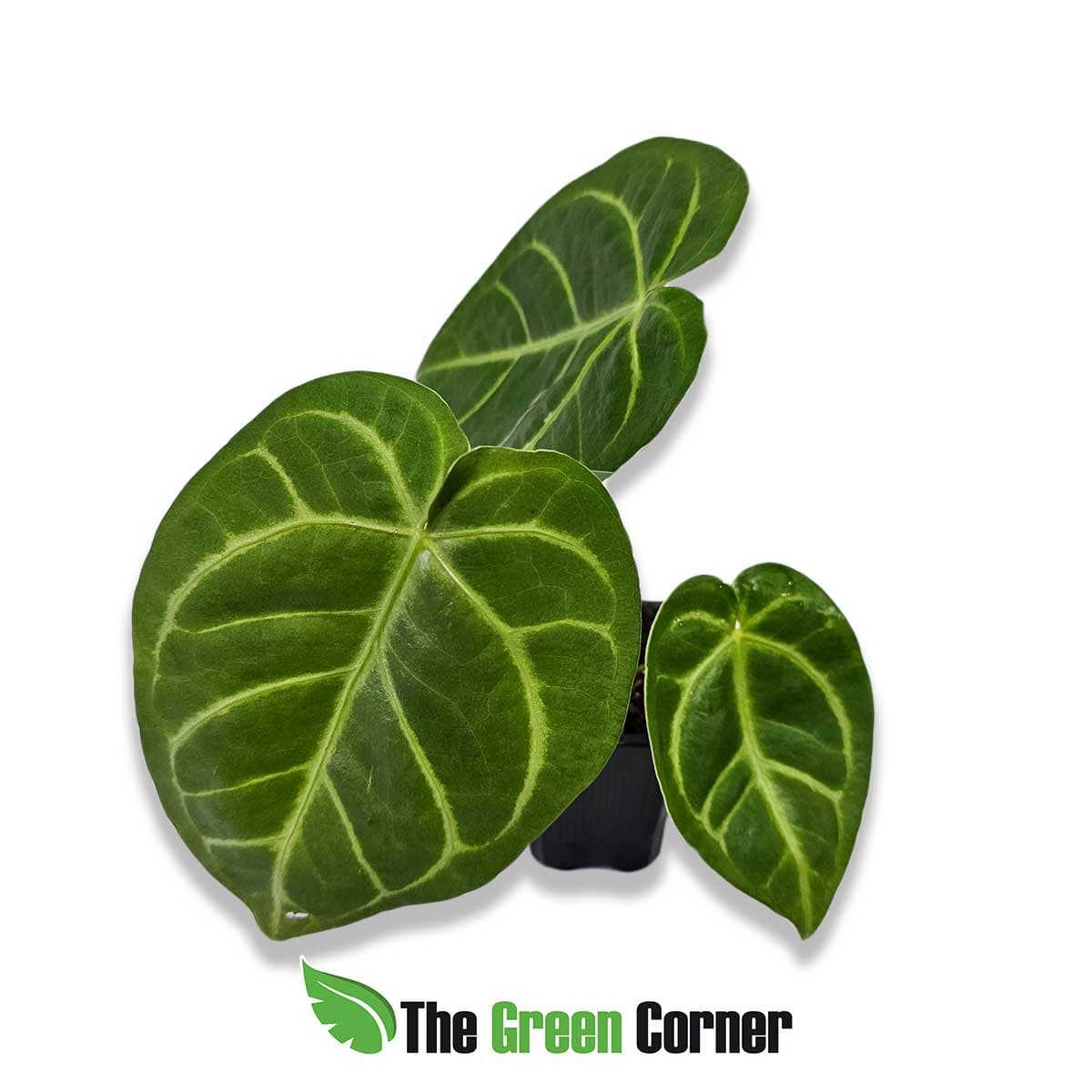 anthurium-magnificum-x-regale