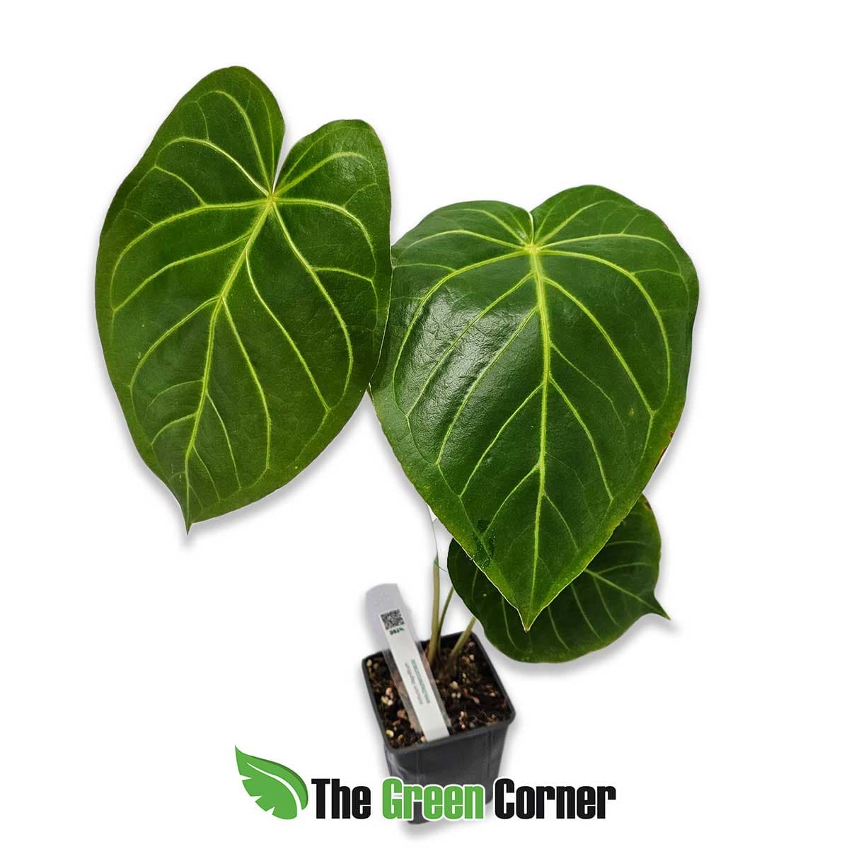 anthurium-magnifium