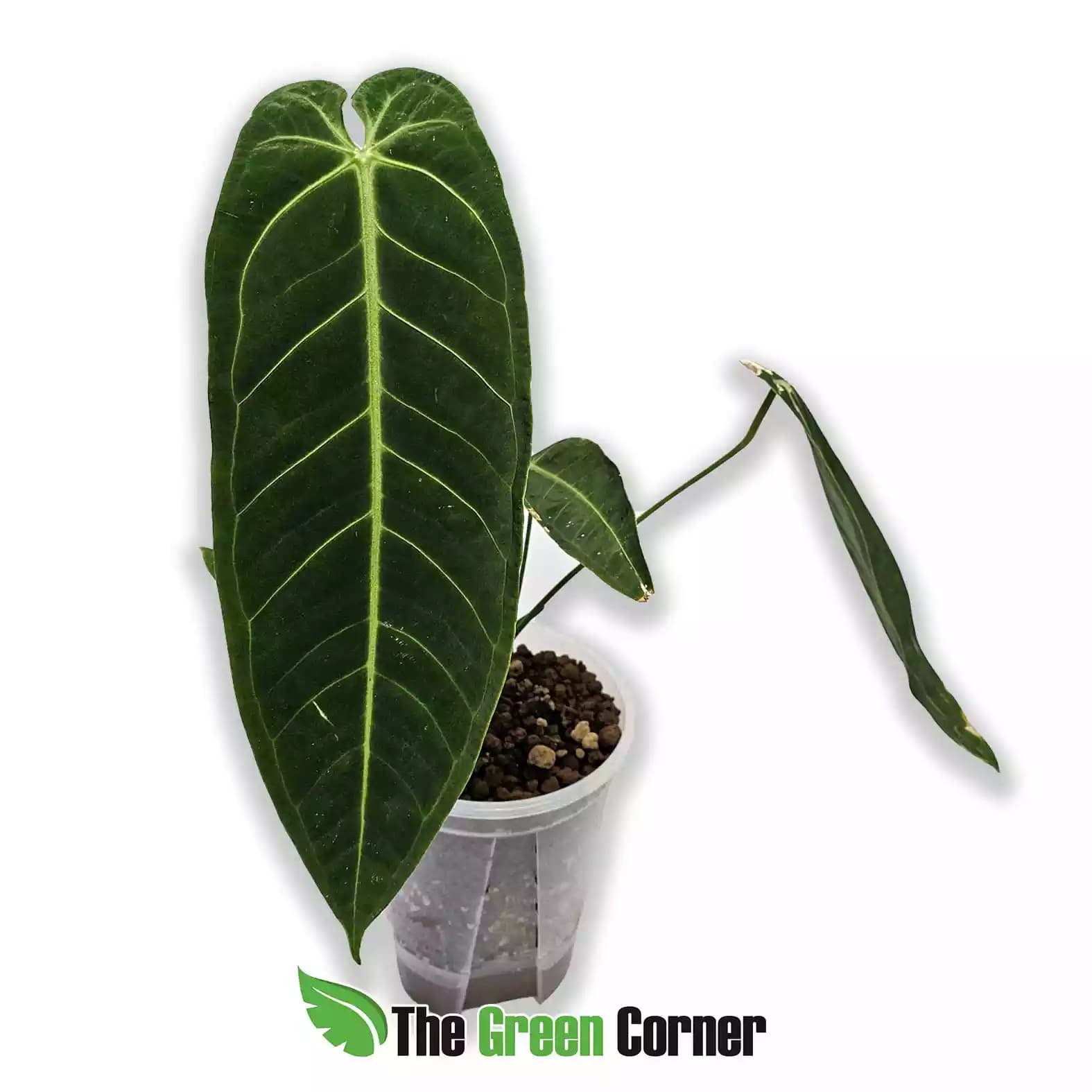 anthurium-metallcum-general