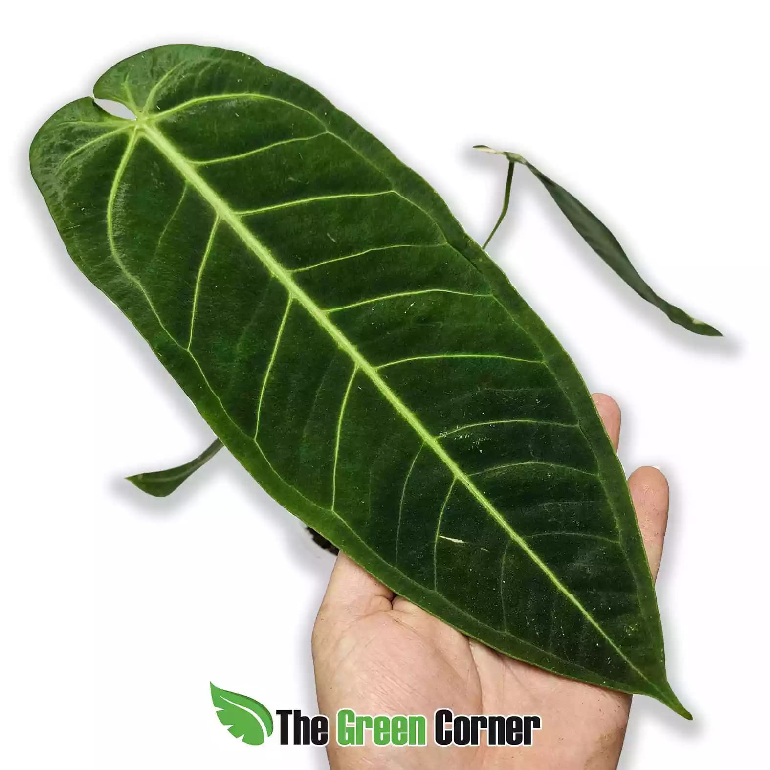 anthurium-metallicum