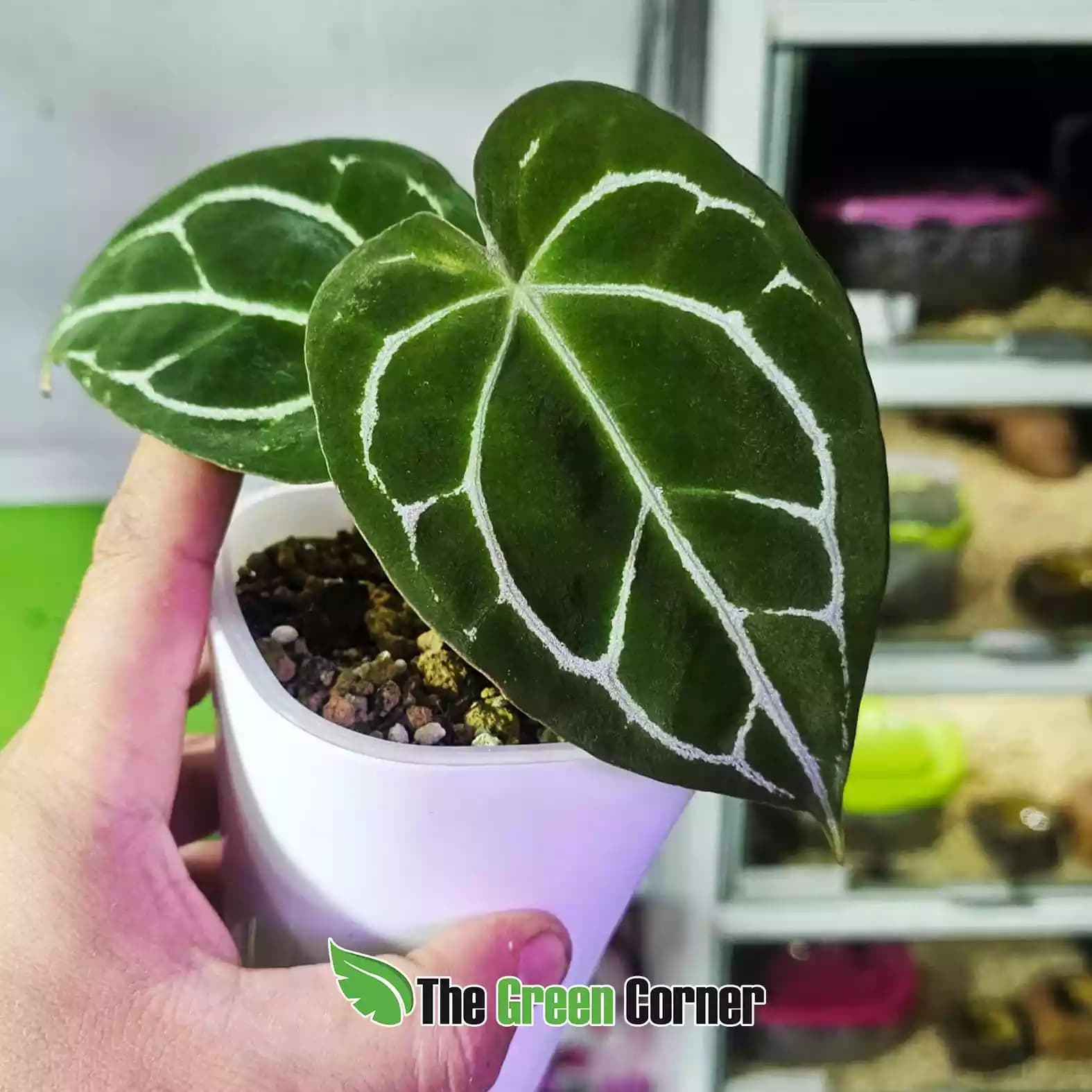 Anthurium "Nico" (Crystallinum dark x papillilaminum) 2