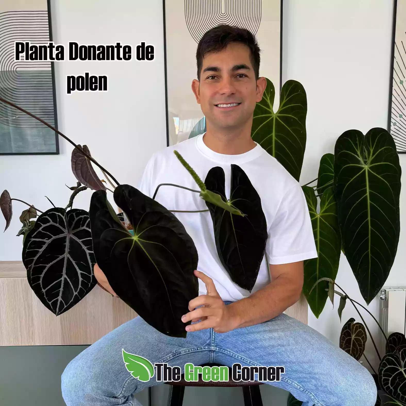 Anthurium "Nico" (Crystallinum dark x papillilaminum) 3