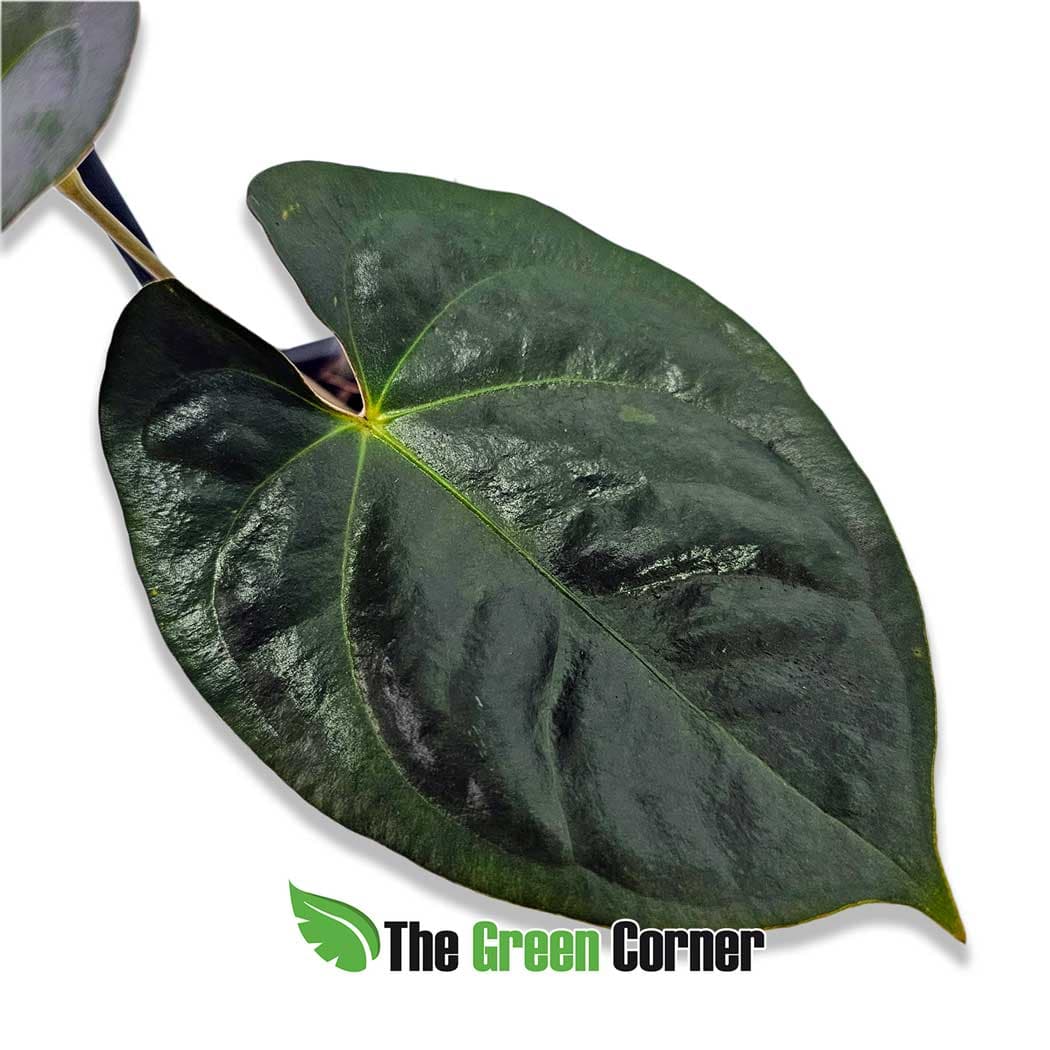 anthurium-papillinaminum-hoja-2