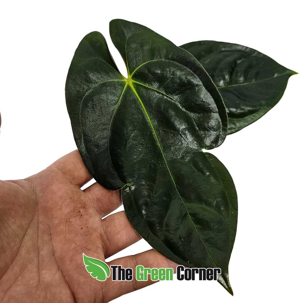 Anthurium papillinaminum 2