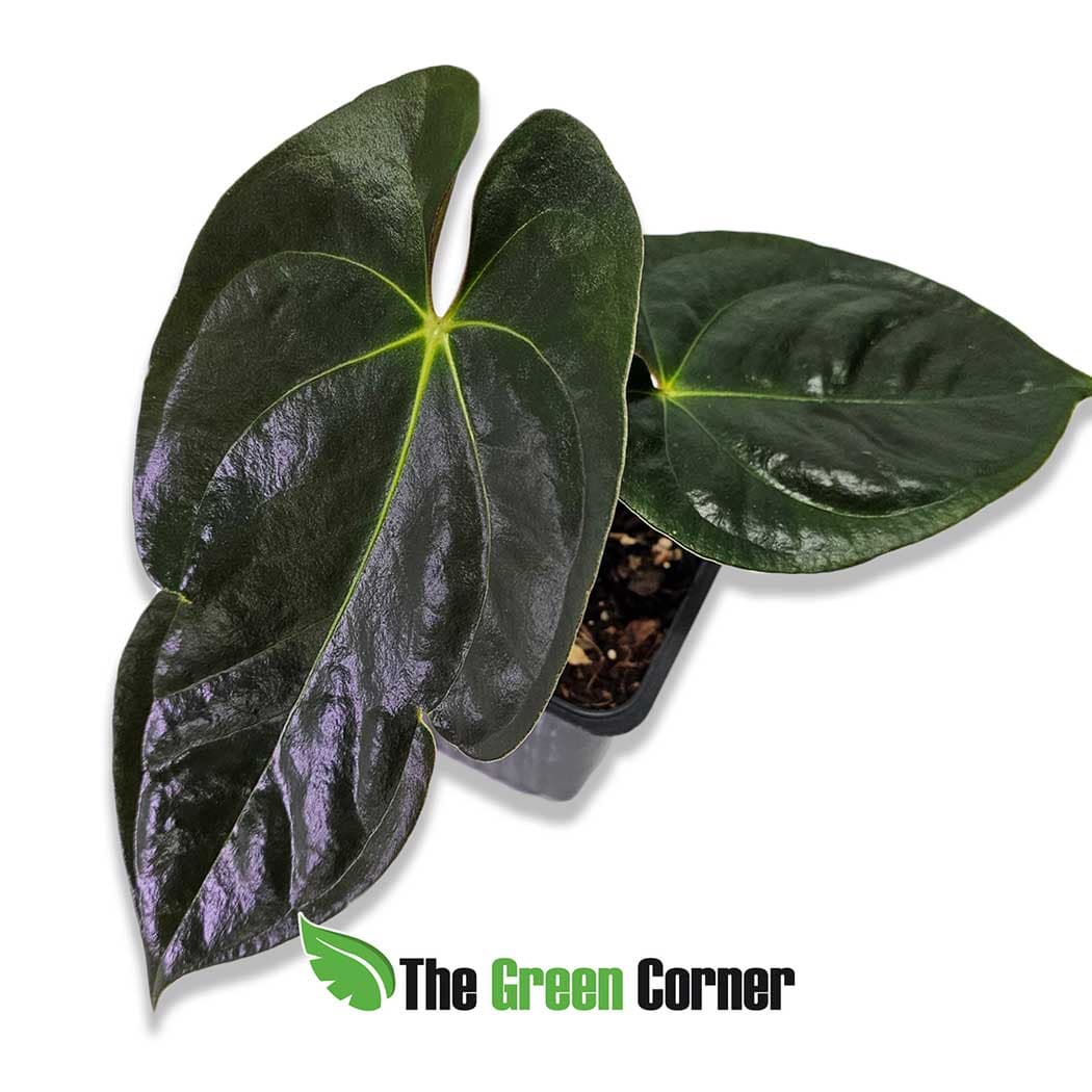 anthurium-papillinaminum