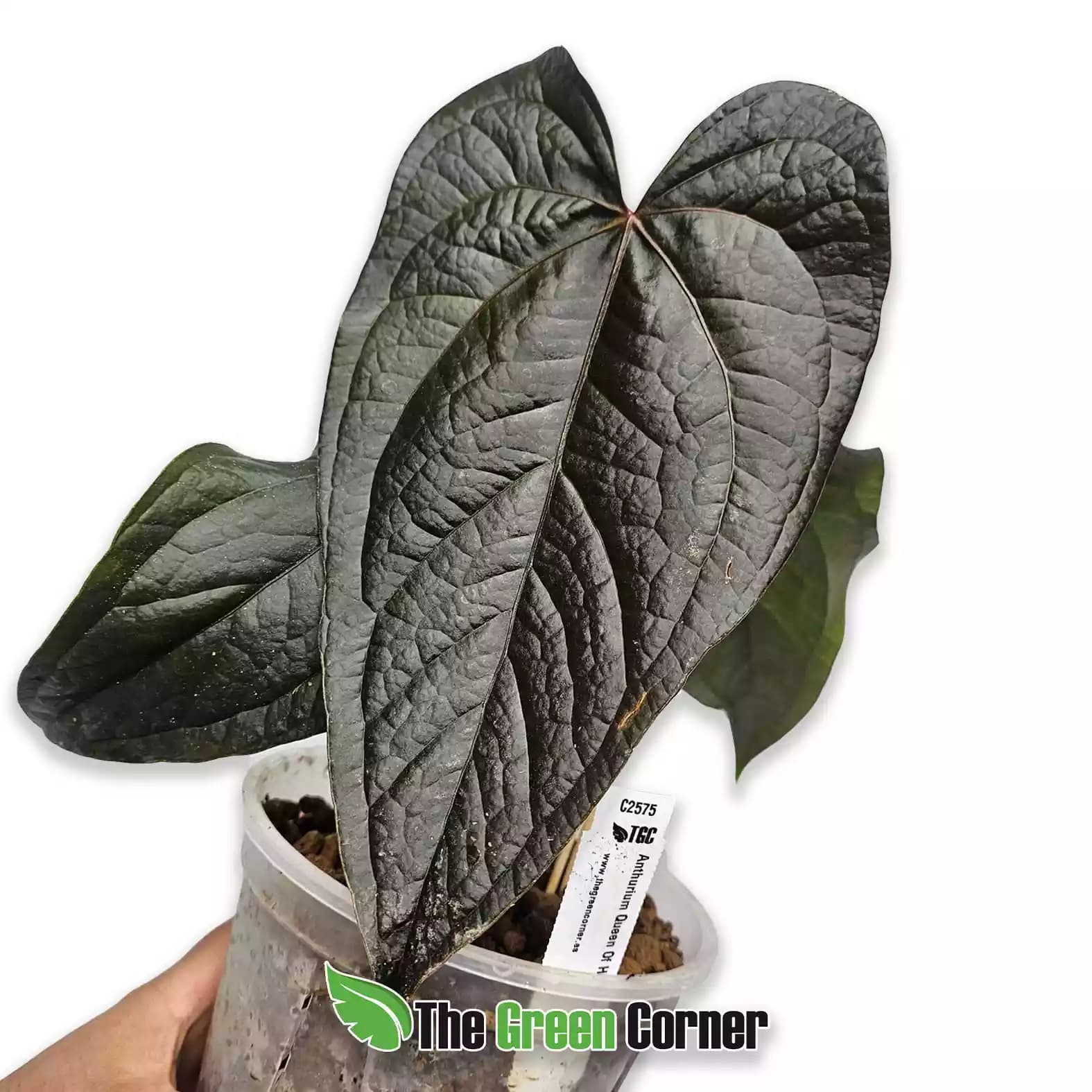 Anthurium 'Queen of Hearts'