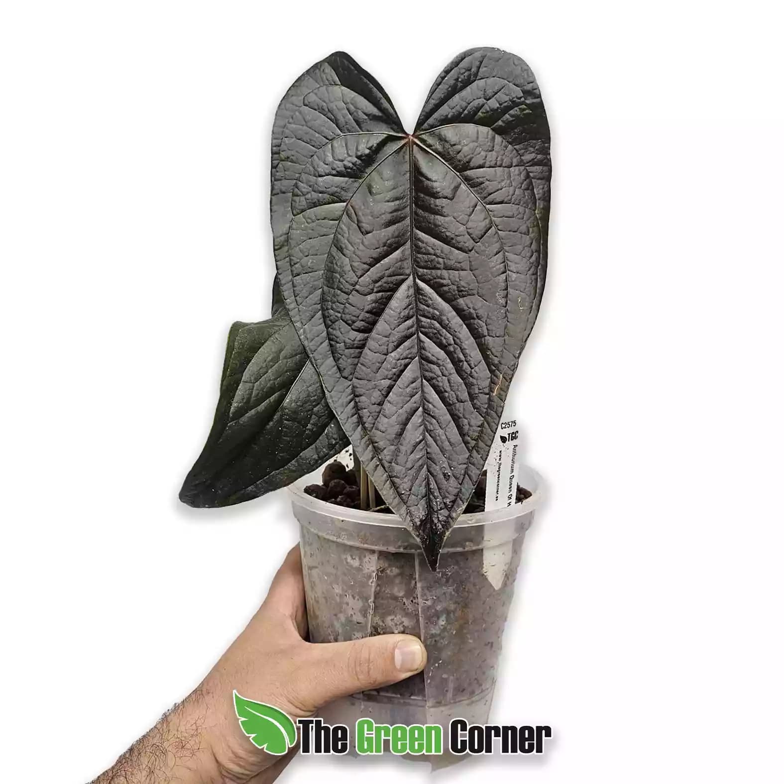 Anthurium 'Queen of Hearts'