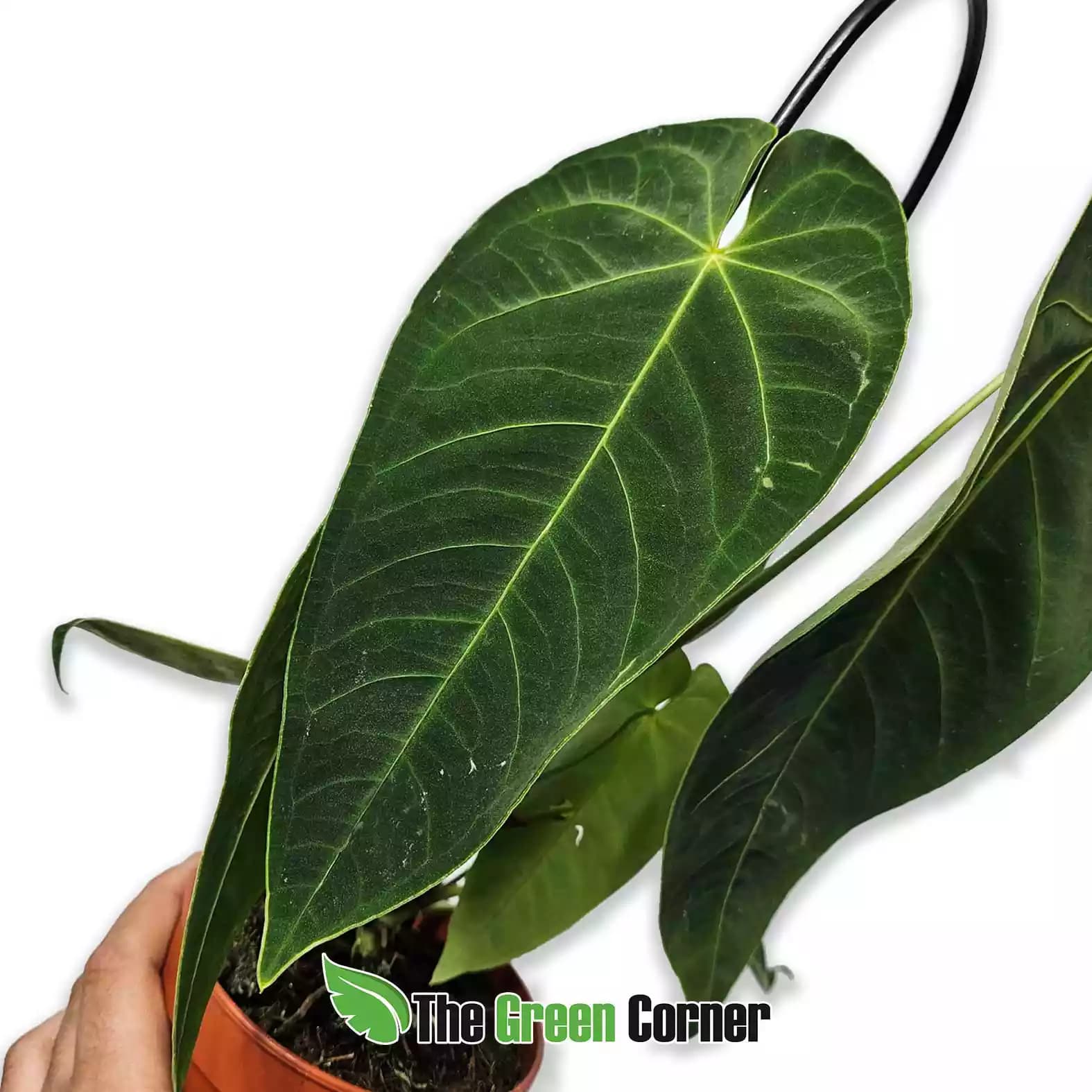 anthurium-queremalense-hoja