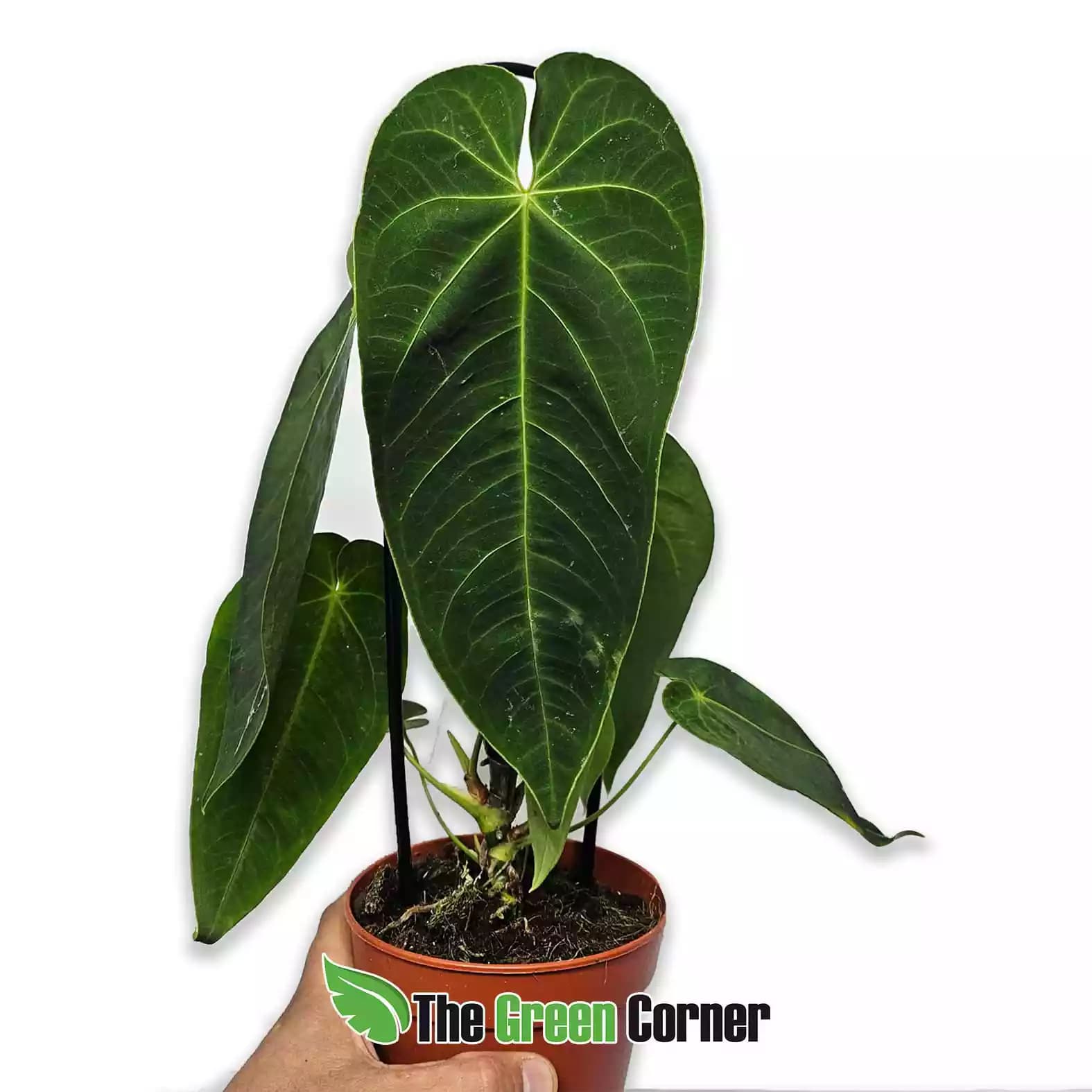 anthurium-queremalense